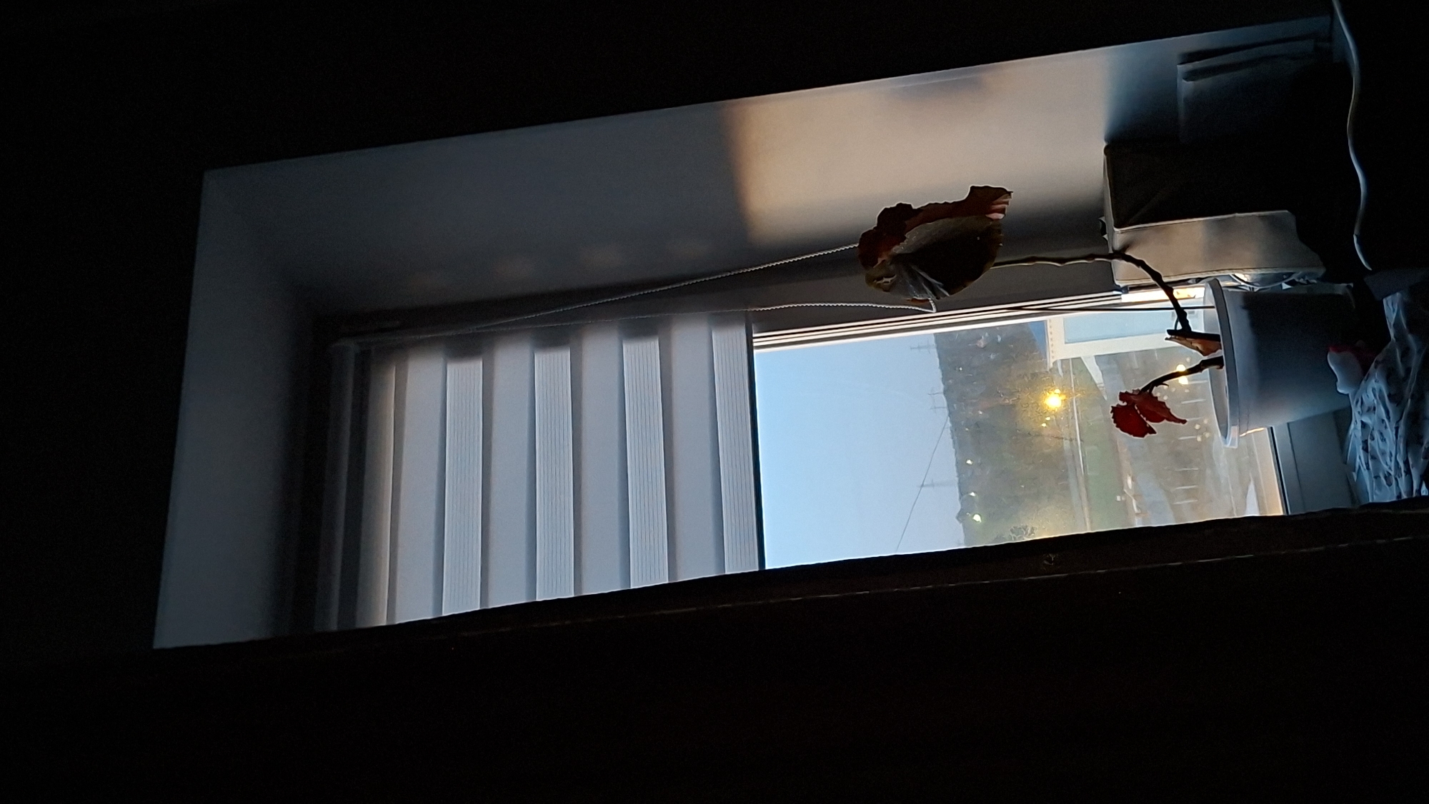 The image captures a view looking out of a window from a dimly lit interior. The window is partially covered by white vertical blinds on the left, while the right side reveals the outdoor scene. The sky is a soft light blue, characteristic of either dawn or dusk. A bright yellow streetlamp is visible outside, illuminating a portion of what appears to be a road or street. Utility lines and indistinct dark shapes, possibly trees or buildings, can also be seen in the distance.
On the right side of the windowsill, an artificial plant with vibrant red flowers is placed in a white pot. Adjacent to it are other white containers or objects, and a crumpled light-colored fabric. A thin cord used to operate the blinds runs horizontally along the top of the window frame. The interior of the room is dark, creating a strong contrast with the outdoor light that softly illuminates the window frame and sill. There are no people visible, nor any discernable text. The scene is set in Chaikovsky, Russia.