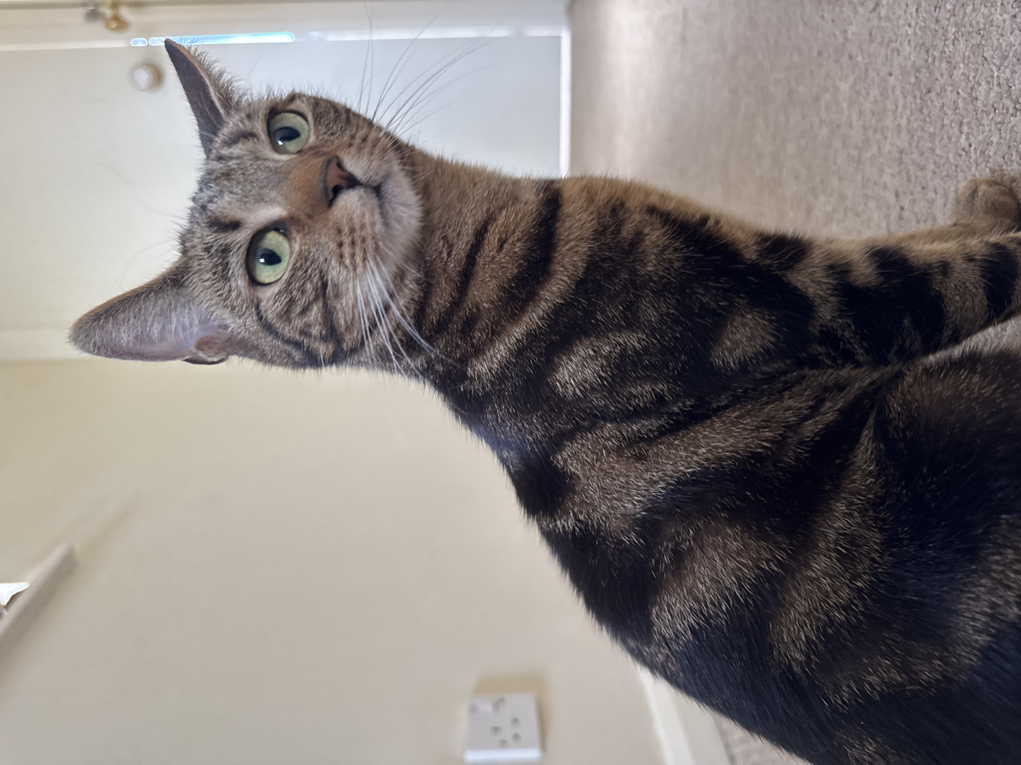 The image presents a close-up, rotated portrait of a domestic cat, likely a tabby, captured indoors in Desborough, United Kingdom. The cat, distinguished by its vibrant green eyes and striped brown and black fur, is positioned on a light-colored carpeted floor, looking directly upwards and slightly to the left at the camera. Its head is tilted, and its ears are perked, conveying an expression of curiosity and attentiveness.
The background shows a plain, light cream-colored wall and what appears to be a doorway or hallway further in the distance. The overall lighting suggests it is daytime, with soft ambient light illuminating the scene. A white electrical outlet, consistent with UK standard three-pin sockets, is visible on the wall in the lower left portion of the image, providing a specific location cue. The focus is sharp on the cat's face and upper body, with the background softly blurred to emphasize the animal. No visible text is present in the image, and no other individuals or prominent objects are discernible. The cat's posture and direct gaze indicate it is observing or interacting with the photographer.