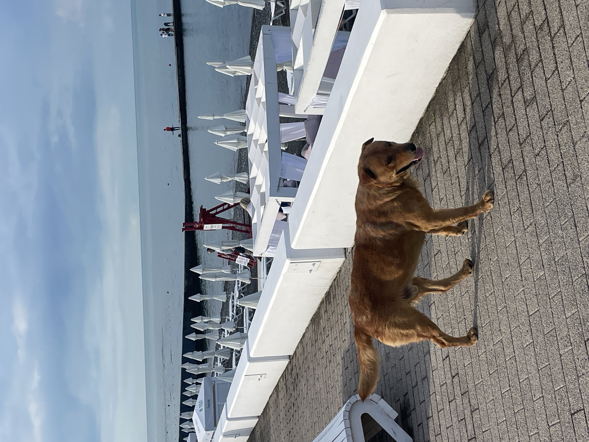 A medium-sized, tawny-colored dog is walking on a paved walkway. The dog is facing to the right and its tongue is hanging out. In the background, there are rows of white beach umbrellas and white cabanas. Beyond that, there is a body of water, likely the Black Sea, with a pier extending into it. Several people are visible on the pier. A red lifeguard stand is also present near the umbrellas. The scene appears to be a beach resort area in Sochi, Russia, under a cloudy sky.