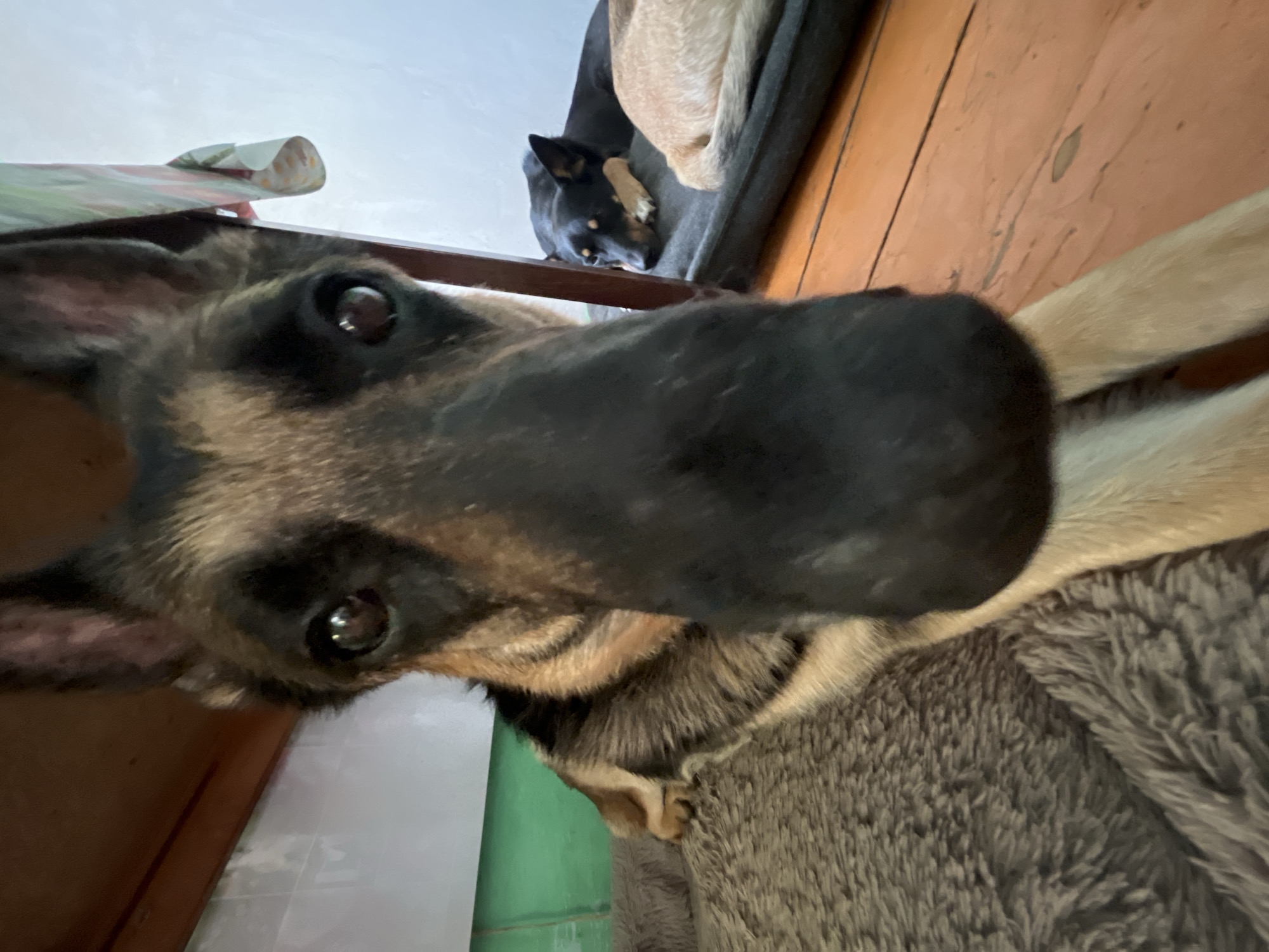 This is a close-up, low-angle, eye-level shot of a German Shepherd dog's face, with its nose filling much of the frame. The dog is lying down on a grey, furry dog bed. Behind the German Shepherd, another dog, a black and tan mixed breed, is also lying down on a dog bed. The background consists of a wooden floor, a green wall on the left, and a white wall on the right. A patterned cloth hangs on the right side of the frame, partially obscuring the white wall. The scene appears to be indoors, possibly in a home. There is no identifiable information about the location in Nizhny Tagil, Russia, or any people present.