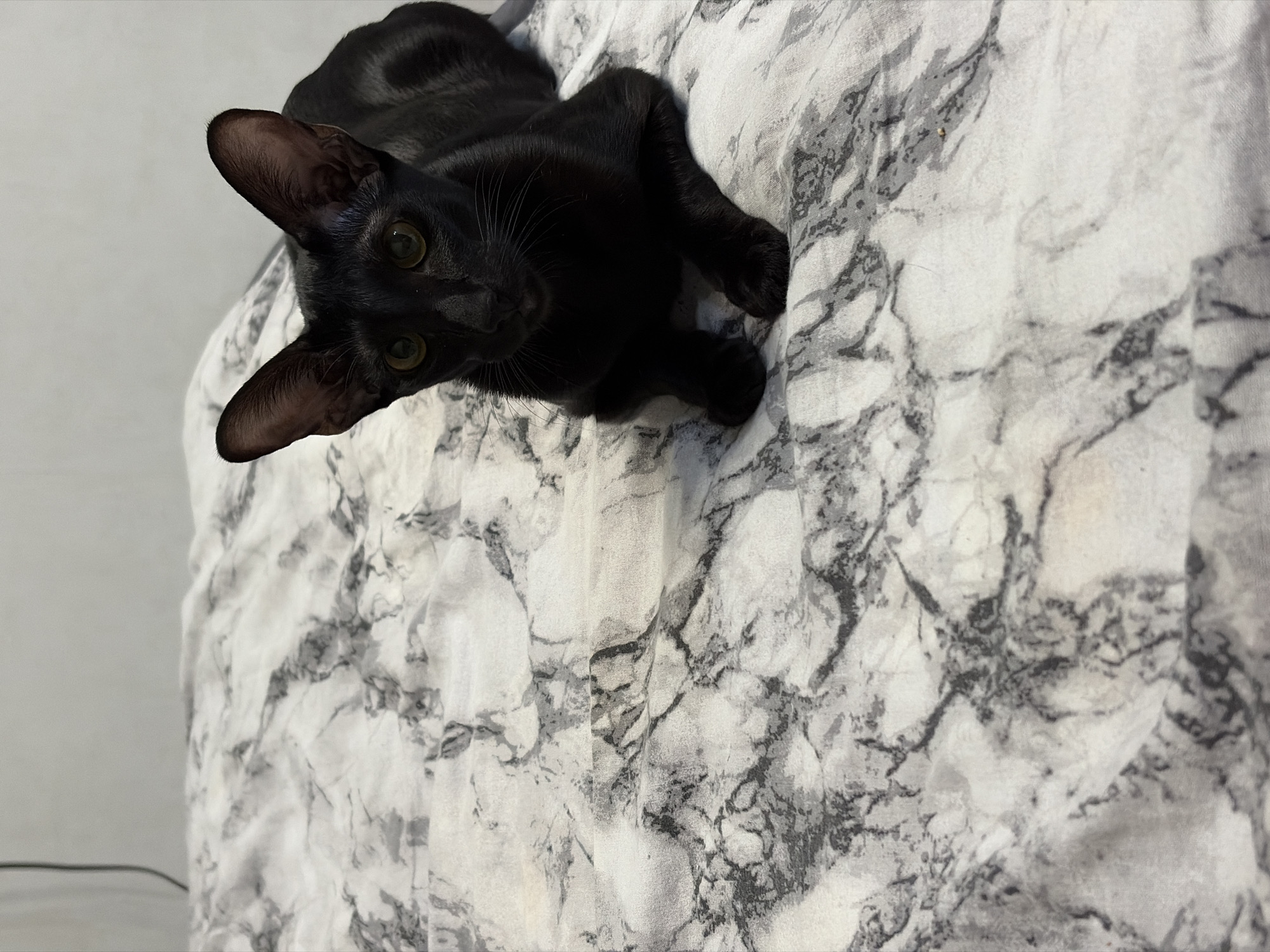 A black cat with large ears and green eyes lies on a light-colored fabric with a dark gray marbled pattern. The cat is facing the camera. The scene appears to be indoors. There is no information to determine if this image was taken in the city of Chaikovsky, Russia.