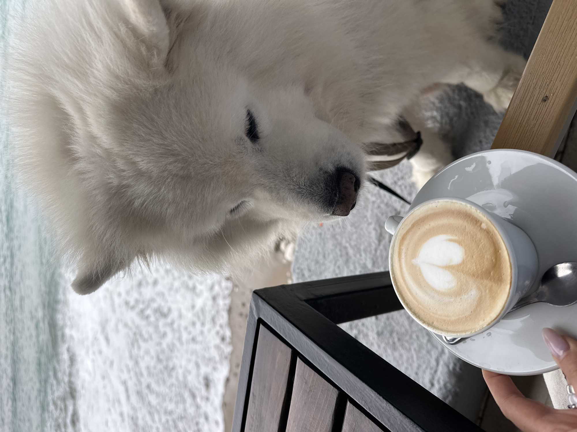 An eye-level, upside-down photograph shows a cappuccino, a white Samoyed dog, and a beach, likely taken in Šušanj, Montenegro. The cappuccino, in a white ceramic cup and saucer with a silver spoon, displays a heart-shaped foam design. The cup is being held by a hand with manicured nails. Adjacent to the cup is a wooden and black metal table. The dog is a Samoyed, with its head and body facing away from the camera. The beach and ocean appear as a blurry white and blue background, suggesting the picture was taken from an elevated position, such as a balcony.