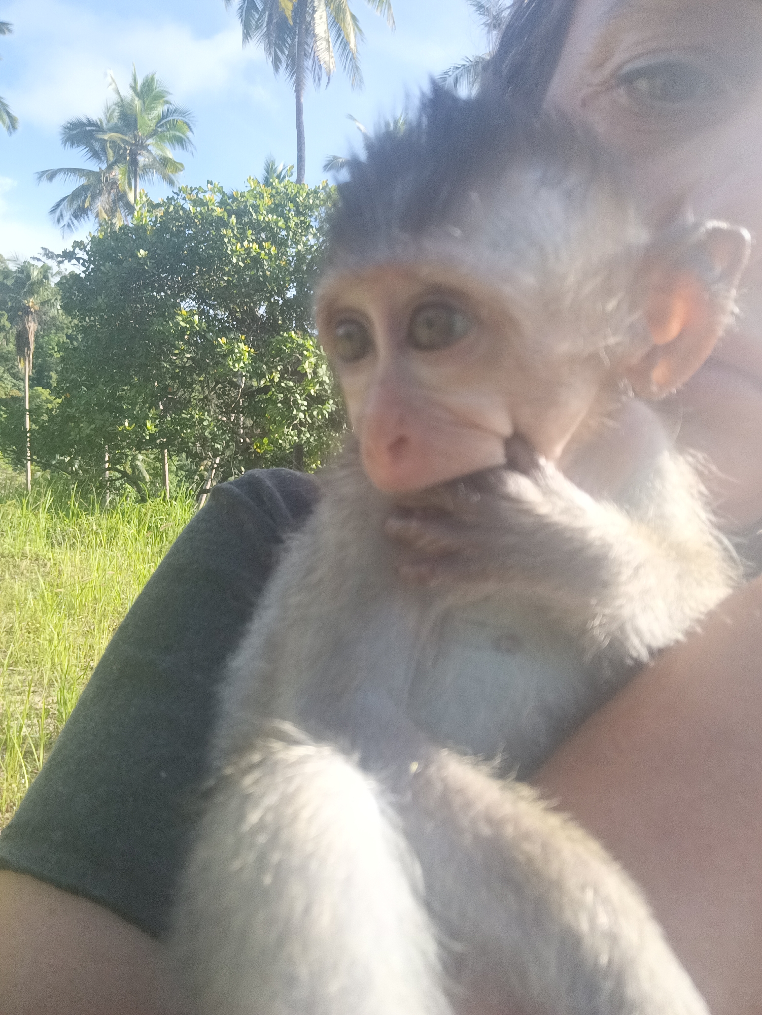 A medium shot depicts a person holding a young monkey. The monkey is fair-furred and its paws are near its mouth. The person’s shoulder is visible, clad in a gray top. The background shows a grassy area, trees, and palm trees, indicating a tropical environment. The image was taken in Baan Thong Nang, Thailand.