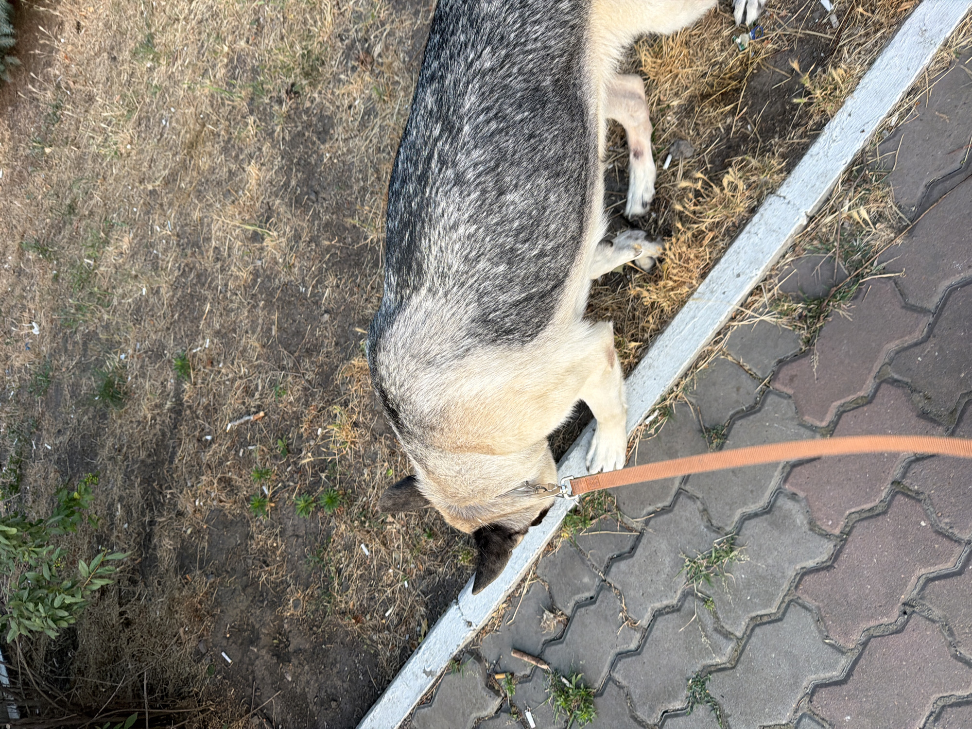 A German Shepherd dog on an orange leash is sniffing the ground next to a white concrete curb. The dog has tan and grey fur. The ground is covered with dry grass and scattered cigarette butts, suggesting an urban environment. To the left of the curb is a pathway made of interlocking concrete pavers. In the background, there is greenery and more dry grass. The scene appears to be outdoors during daylight. The location is identified as Rostov-on-Don, Russia.