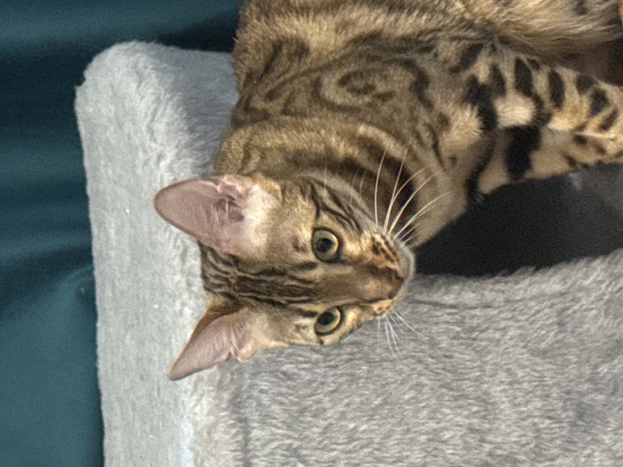 The image shows a close-up of a Bengal cat with distinctive spotted and marbled markings. The cat is primarily brown with black patterns, and its eyes are a striking green. It appears to be looking slightly to the left of the camera. The cat is positioned next to a light gray, plush, cylindrical object, which could be part of a cat tree or furniture. Behind the cat and the object is a dark teal background, possibly a curtain or wall. The lighting suggests an indoor setting. The image does not contain any information about the city of Moscow, Russia.