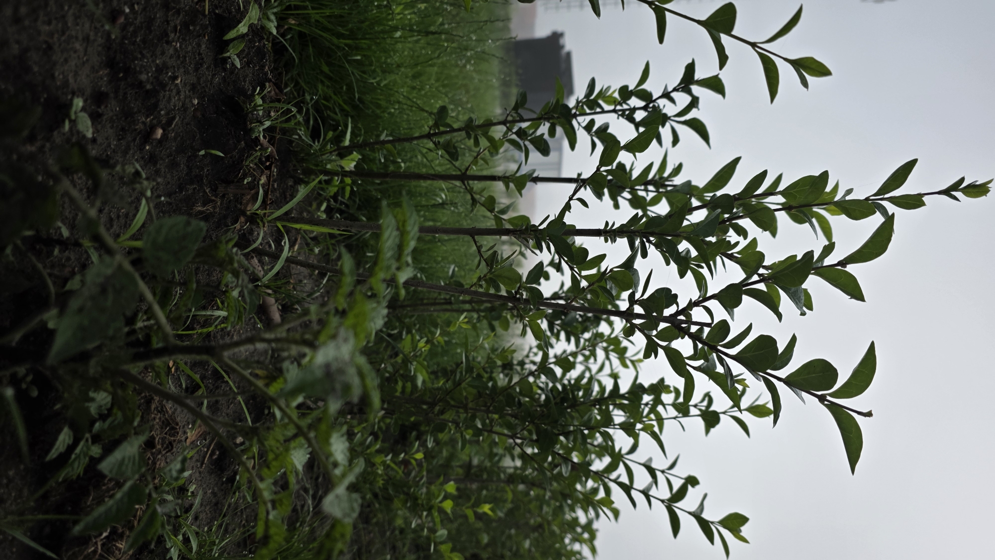 The image depicts a low-angle view of several young plants with green leaves and thin, dark stems. The plants are growing in dark soil, with blades of grass and some small weeds interspersed. In the background, a blurry, dark green structure, possibly a building or industrial equipment, is visible behind a field of grass. The sky is overcast and appears a uniform light gray, suggesting a cloudy or foggy day. The scene appears to be outdoors, in a natural or semi-natural environment, with no people or animals present. The overall impression is one of a quiet, potentially damp, outdoor setting.