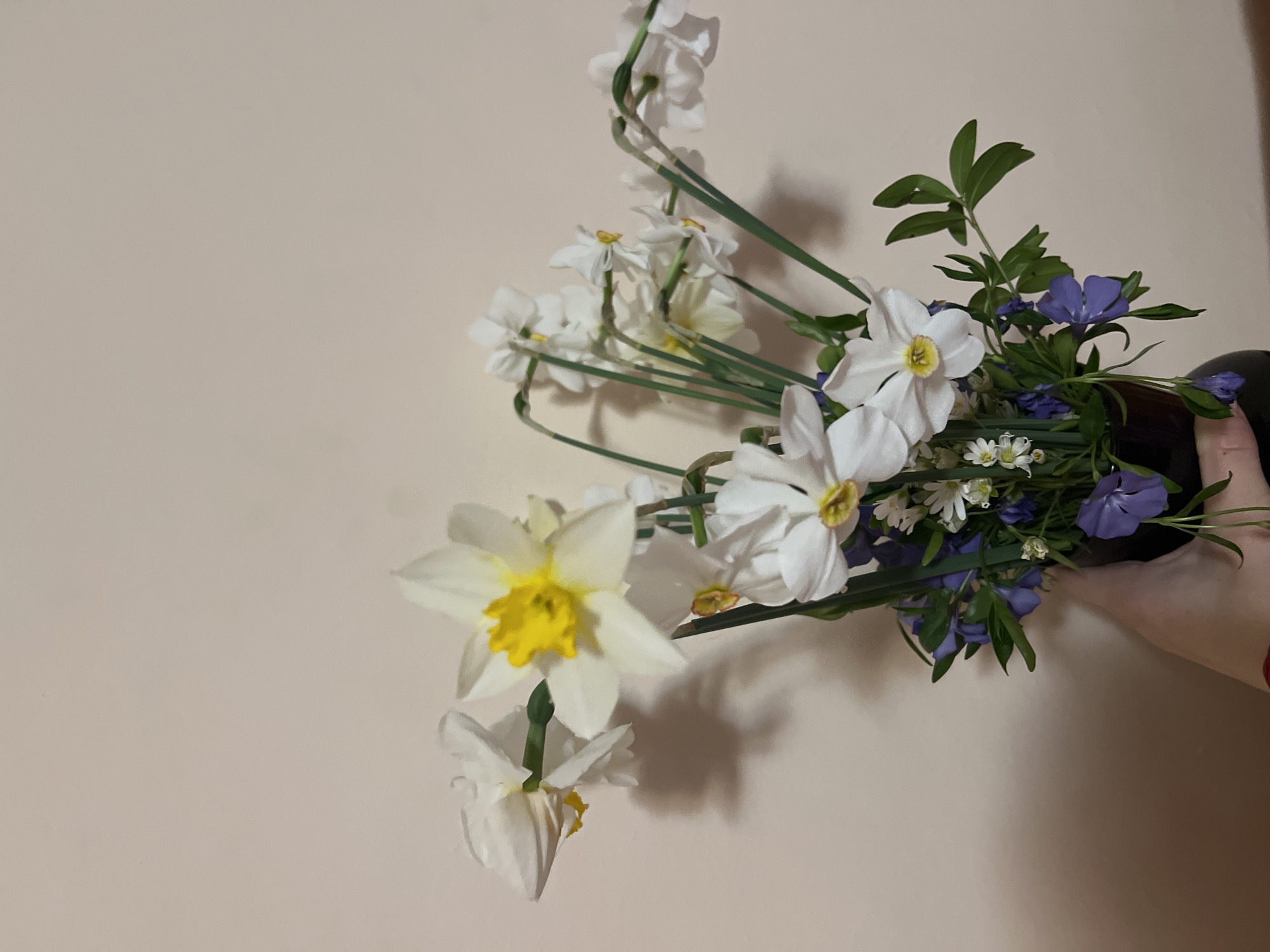 A hand is holding a black vase containing a floral arrangement against a light beige wall. The arrangement includes white daffodils with yellow centers, smaller white flowers, and blue periwinkle flowers with green foliage. The arrangement appears to be an ikebana style, with a strong diagonal emphasis. The location is not specified. The image offers no location information.