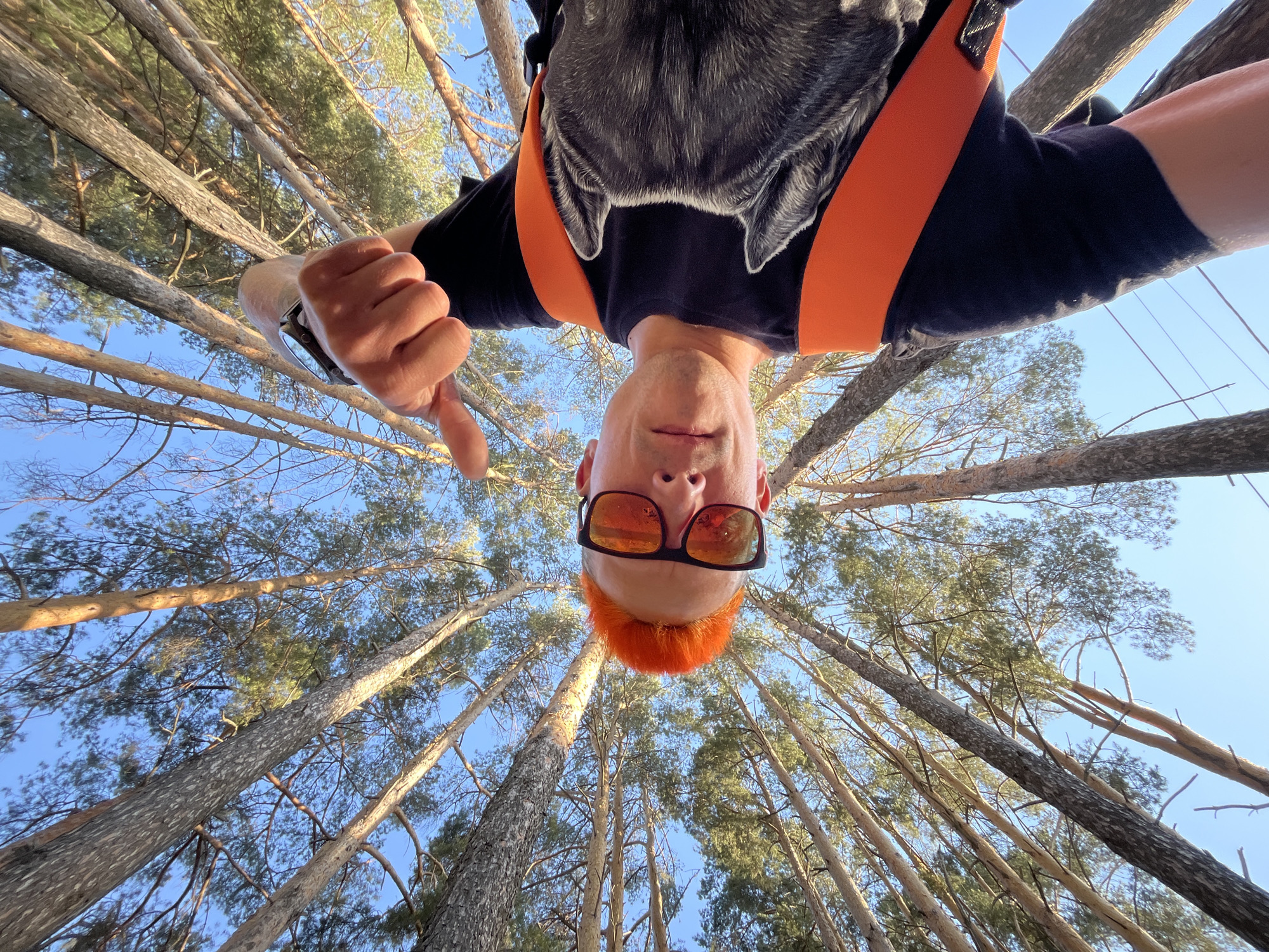 The image is an upside-down selfie taken in a pine forest in Chaikovsky, Russia. A man with orange hair and orange-tinted sunglasses is suspended in the air, wearing a black t-shirt with a wolf graphic and an orange harness. He is giving a thumbs-down. The camera is pointed upwards, capturing the tall pine trees stretching towards a blue sky.