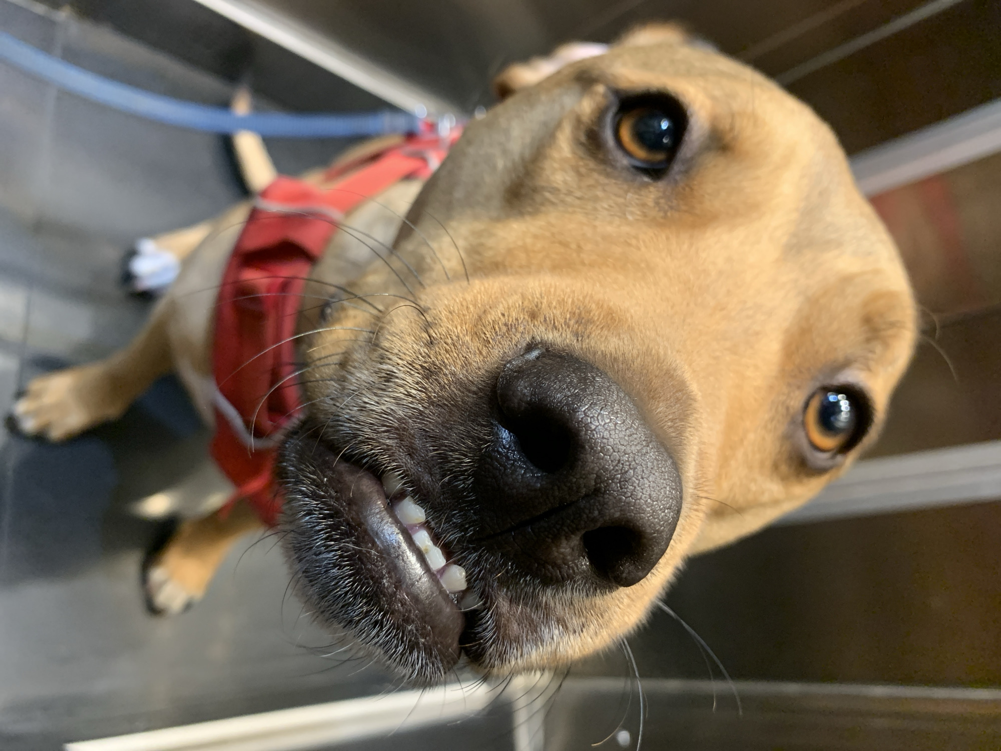 A close-up, low-angle shot captures the face of a light brown or tan dog lying down indoors. The dog's snout and black nose are prominently featured in the foreground, creating a wide-angle, slightly distorted effect. Long, dark whiskers extend from its muzzle. The dog's lips are slightly pulled back, revealing small, white front teeth with some yellowish discoloration. Its expressive brown eyes gaze directly at the camera, showing distinct reflections of light.
The dog is wearing a bright red harness across its chest, with a blue leash partially visible extending from it. Its light brown paws, some with white markings, are visible in the background, resting on a dark, reflective surface. The blurred background suggests an indoor setting with dark or metallic walls, possibly a clinic or kennel. The dog appears curious and friendly. No text is visible in the image.