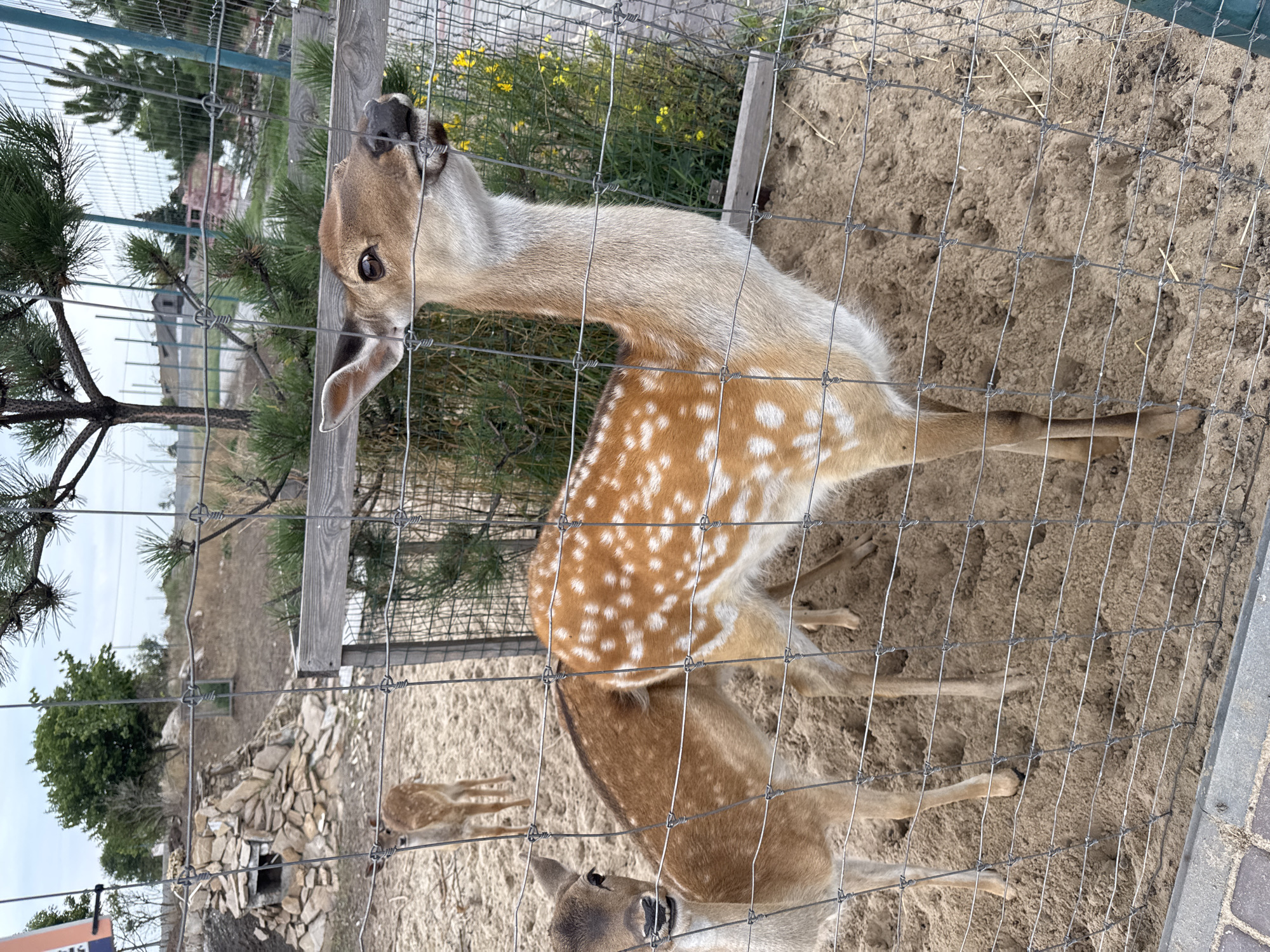 A herd of fallow deer are enclosed in a sandy pen at a zoo in Kamianske, Ukraine. The deer are mostly brown with white spots, with one deer in the foreground with its head extended through the wire fence, nibbling on something. The pen is surrounded by a wire fence and the background shows trees and a cloudy sky.