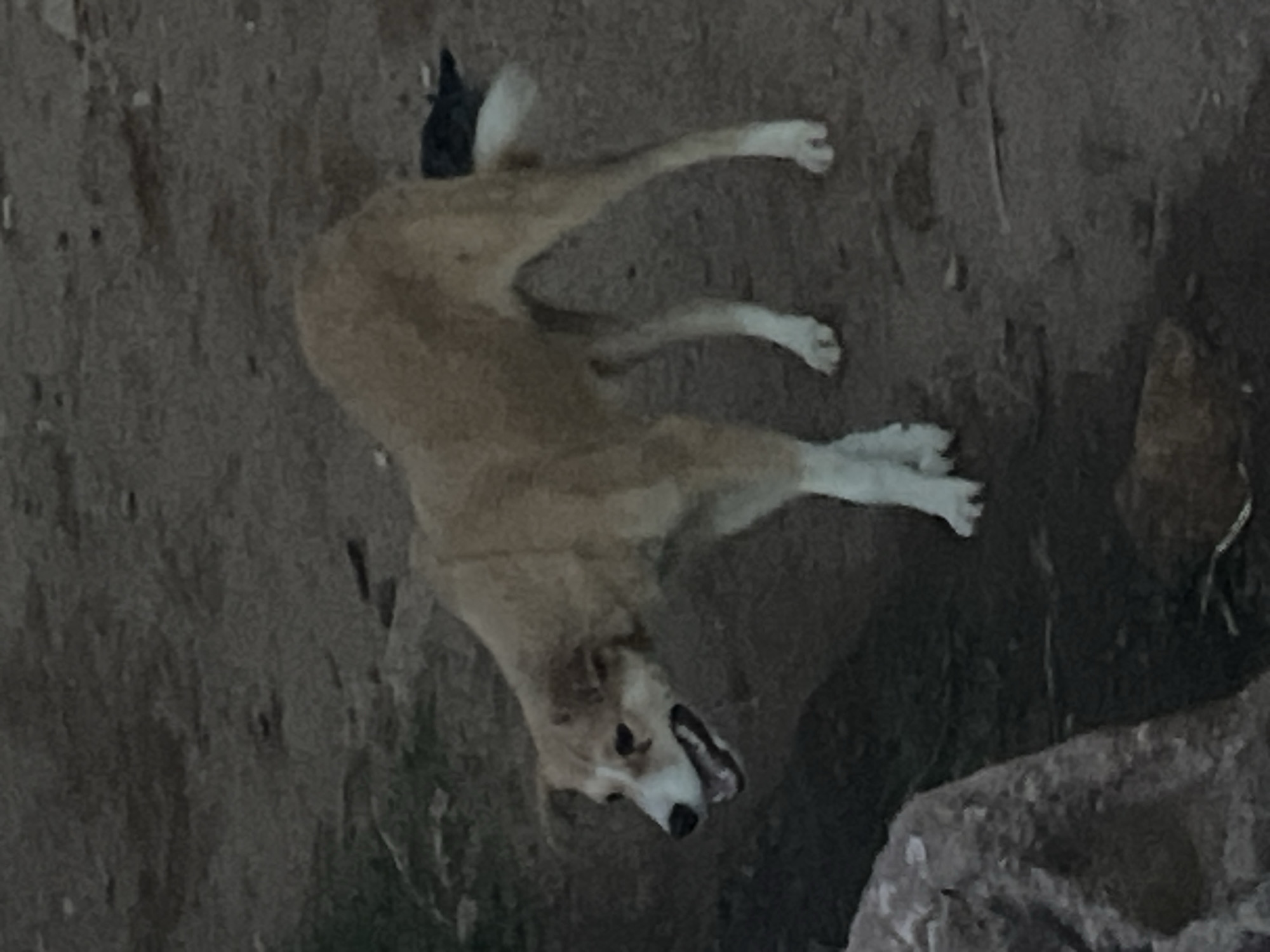 The image, taken at Gura Top, Nigeria, features a light-colored, dog-like animal lying on its back on a dark, earthy, and rocky surface. The animal's fur is primarily light brown or tan, with white markings visible on its underside and around its snout. Its legs are splayed upwards, suggesting either a playful roll, stretching, or perhaps a moment of rest. The animal's mouth is open, revealing teeth and a tongue, which could indicate a bark, yawn, or an expression of excitement.
The setting appears to be an outdoor, natural environment, possibly a dirt track or a rocky outcrop. The ground is uneven and textured, with visible stones and debris. The lighting in the image is dim and soft, hinting at either early morning, late afternoon, or an overcast sky, or perhaps the animal is in a shaded area. There are no visible signs of human presence or structures. No discernible text is present in the image. The overall impression is of an animal caught in a candid moment in its natural surroundings.