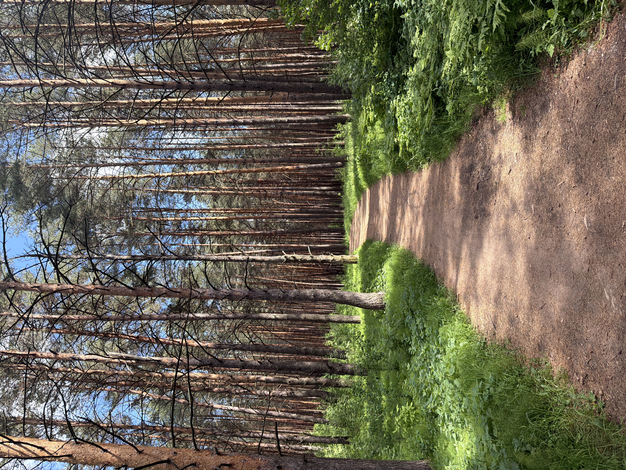 A dirt path cuts through a forest. Tall, slender trees line the left side of the path. Green foliage, including ferns and grasses, grows along the right side. The trees are mostly bare, with branches extending towards the sky, and their trunks show a reddish-brown color. The ground is covered with fallen pine needles, adding to the brown tones of the path. Sunlight filters through the trees, creating a dappled effect on the path and surrounding vegetation. The scene is located in Chaikovsky, Russia.