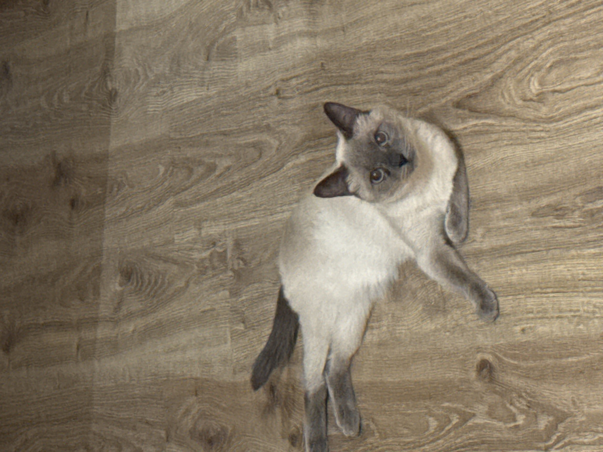 A Siamese cat with light cream-colored fur and darker gray points on its ears, face, paws, and tail lies on a wooden floor. The cat is positioned diagonally in the frame, with its head facing the viewer and its body stretched out to the left. The floor has a light brown, wood-grain pattern. The scene appears to be indoors. There is no information in the image to determine its location in the city of Slonim, Belarus.