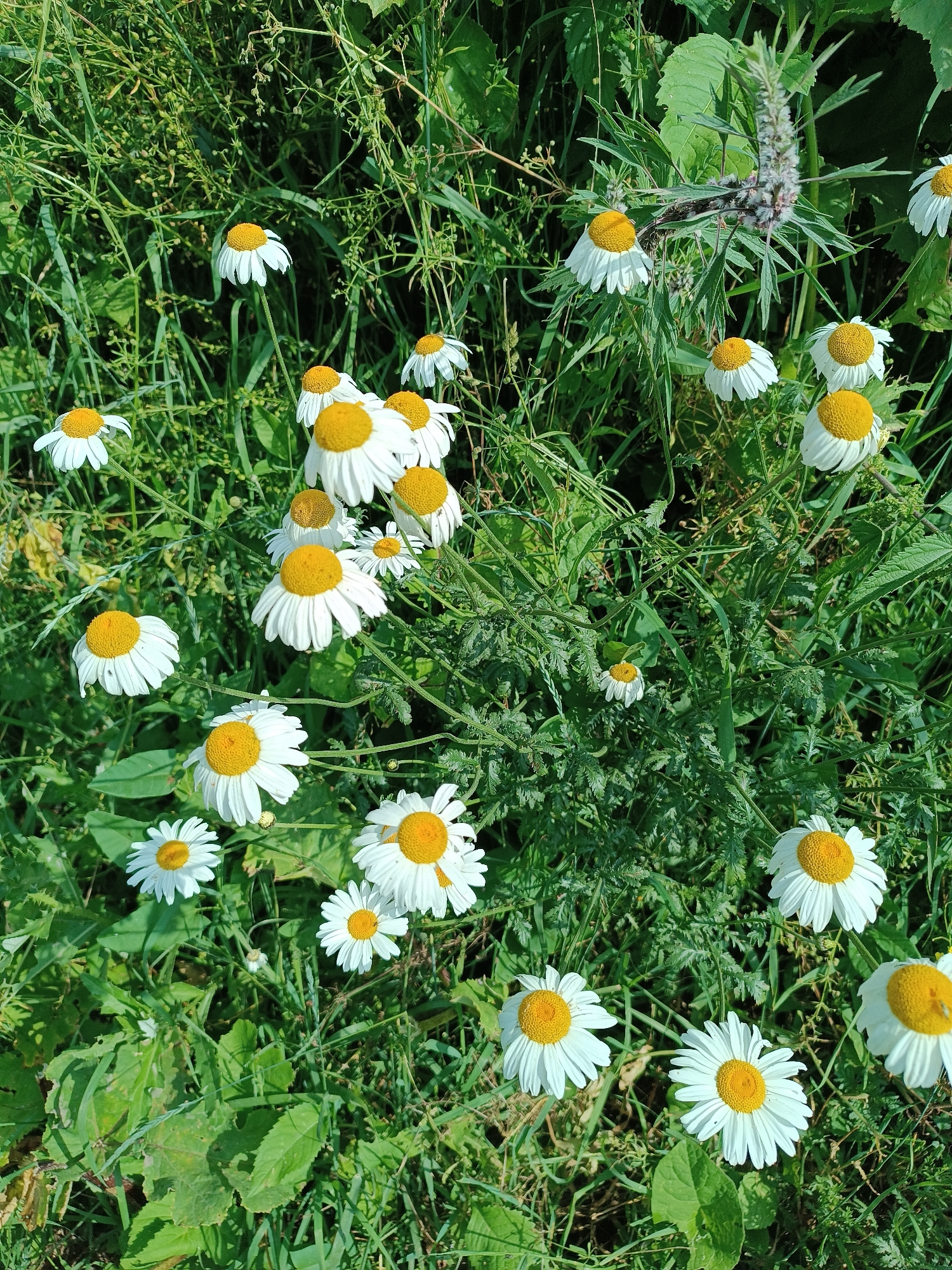 The image shows a patch of daisies in a field of green grass and other plants. The daisies have white petals and yellow centers. Some of the daisies are in full bloom, while others are still closed. The field is well-lit by sunlight, casting shadows on the ground. The overall impression is one of a bright, sunny day in a natural setting. The image was taken in Semyonovka, Armenia.