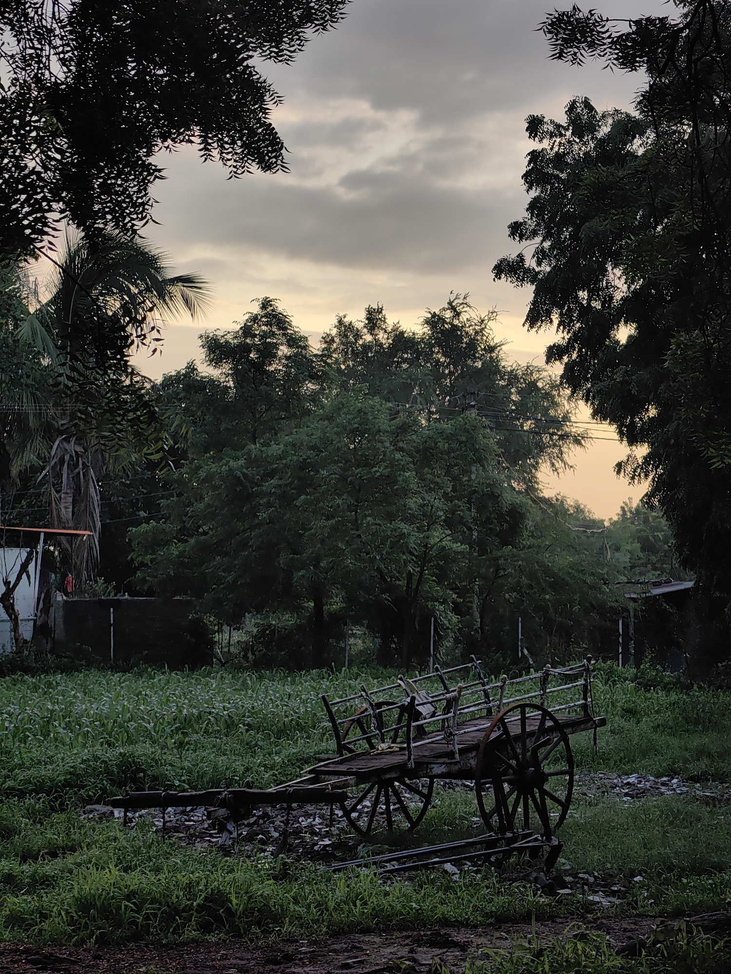 The image depicts an outdoor scene at dusk in Mhaiswadi, India. In the foreground, a weathered wooden cart with metal railings and large spoked wheels rests on uneven, grassy terrain. The cart appears to be old and is positioned slightly off-center to the right. Behind the cart, a dense field of green crops extends towards a line of dark green trees. The sky above is overcast with soft, muted colors of yellow and gray, suggesting the fading light of sunset. Silhouetted against the sky are the tops of trees and some power lines. To the left of the cart, a portion of a white structure with a red element is visible, possibly a small building or shed. The overall impression is one of rural tranquility at the end of the day.