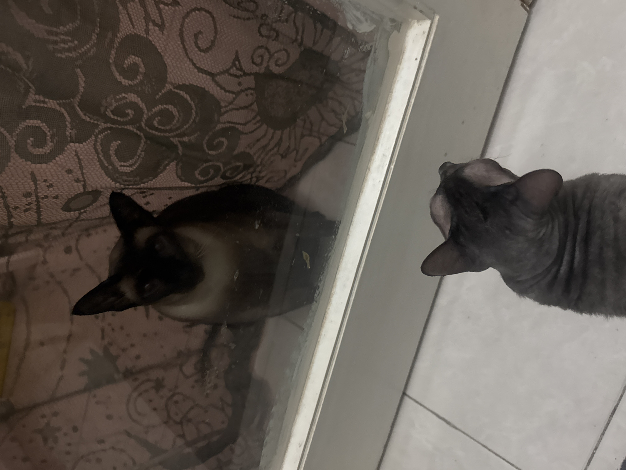 Two cats are depicted in this image. One cat, a Siamese, is visible through a glass door, looking outwards from what appears to be the interior of a residence. This cat has distinctive dark points on its ears, face, and paws, with lighter cream-colored fur on its body. The background behind this cat consists of a patterned curtain in muted tones.
The second cat, a hairless breed with dark gray skin, is positioned on the exterior side of the glass door, facing inwards and looking at the Siamese cat. Its back is to the camera, and its large ears are prominent. The floor visible beneath this cat appears to be tiled. The overall setting suggests an indoor environment, likely a home, in Ramat Gan, Israel. The scene captures a moment of visual interaction between the two felines, separated by the glass partition.