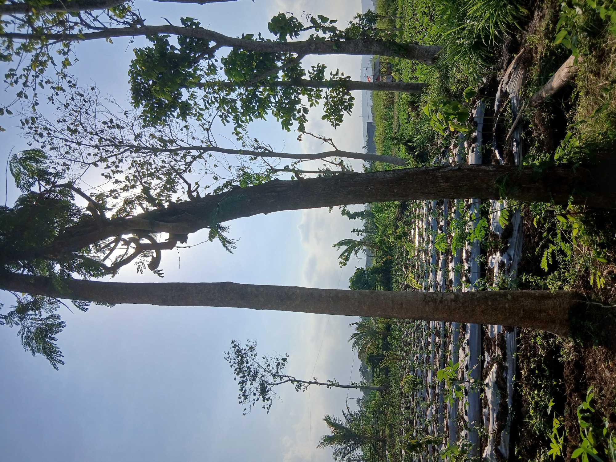 The image depicts an agricultural field in Sekarputih, Indonesia. In the foreground, two large trees stand prominently, with their trunks casting shadows on the soil. The field itself is characterized by rows of plants, each covered with a white plastic mulch. These plants appear to be young seedlings, interspersed with areas of green vegetation. In the background, more trees and vegetation are visible, under a bright sky with scattered clouds, suggesting it is daytime. The overall scene conveys a sense of agricultural activity and the natural environment of the Indonesian countryside.