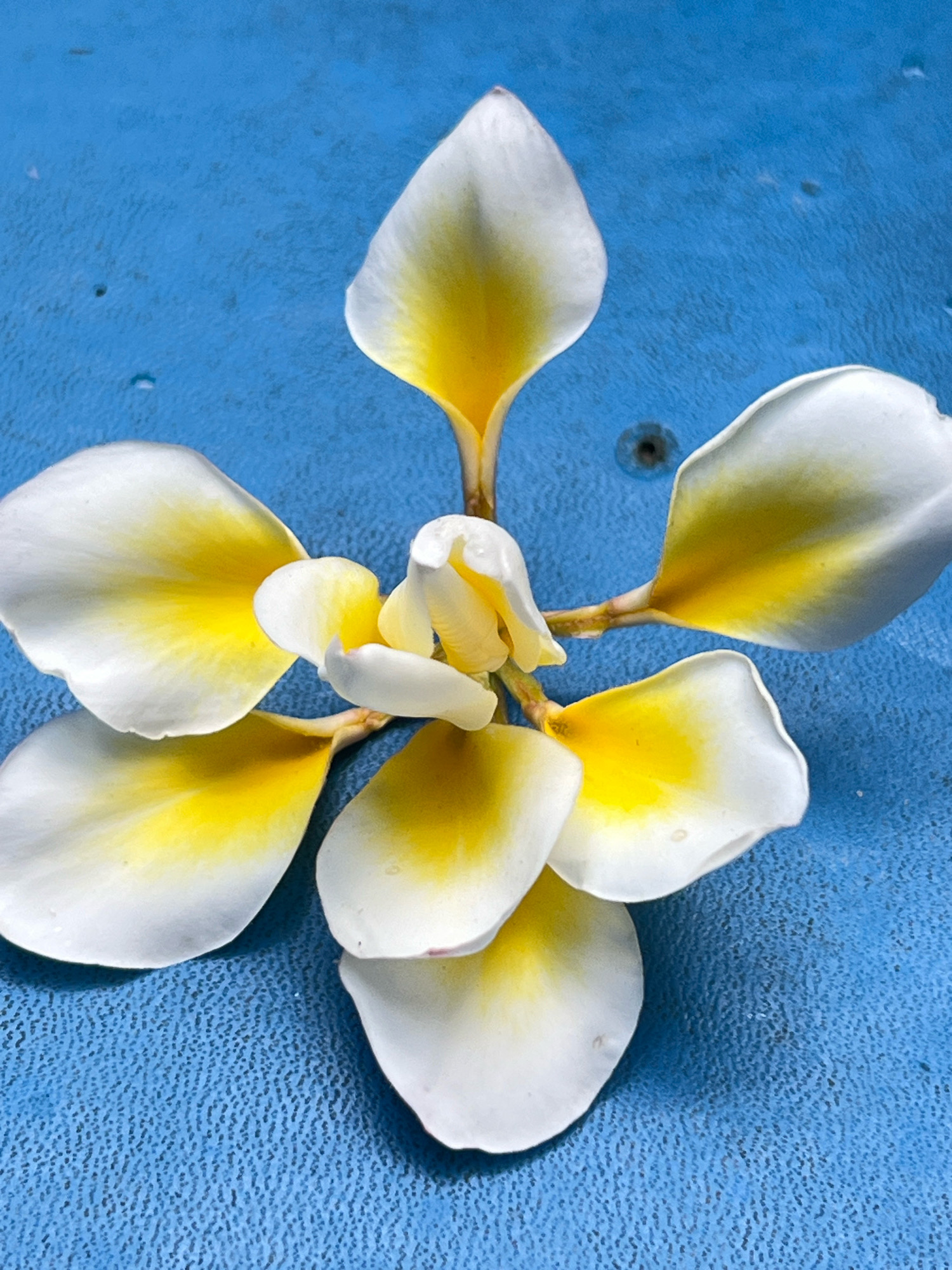 A close-up, overhead shot captures a white and yellow plumeria flower on a textured blue surface. The flower, with its five distinct petals and a central bud, is slightly off-center to the left. The petals display a gradient of color, transitioning from white at the edges to a vibrant yellow towards the center. Tiny water droplets are visible on some of the petals. The blue surface, likely a tabletop or a similar man-made material, has a subtly uneven texture and a few dark specks scattered across it, one of which appears to be a small, circular hole. The lighting suggests an indoor or shaded outdoor setting, with soft illumination that highlights the flower's delicate form and coloring. There are no people or animals present in the image. The scene is still and peaceful, with the plumeria as the sole focal point. Given the prevalence of plumeria flowers in Bali, this image could be from anywhere in Denpasar, Indonesia, where these flowers are commonly found in gardens, temples, and as offerings.