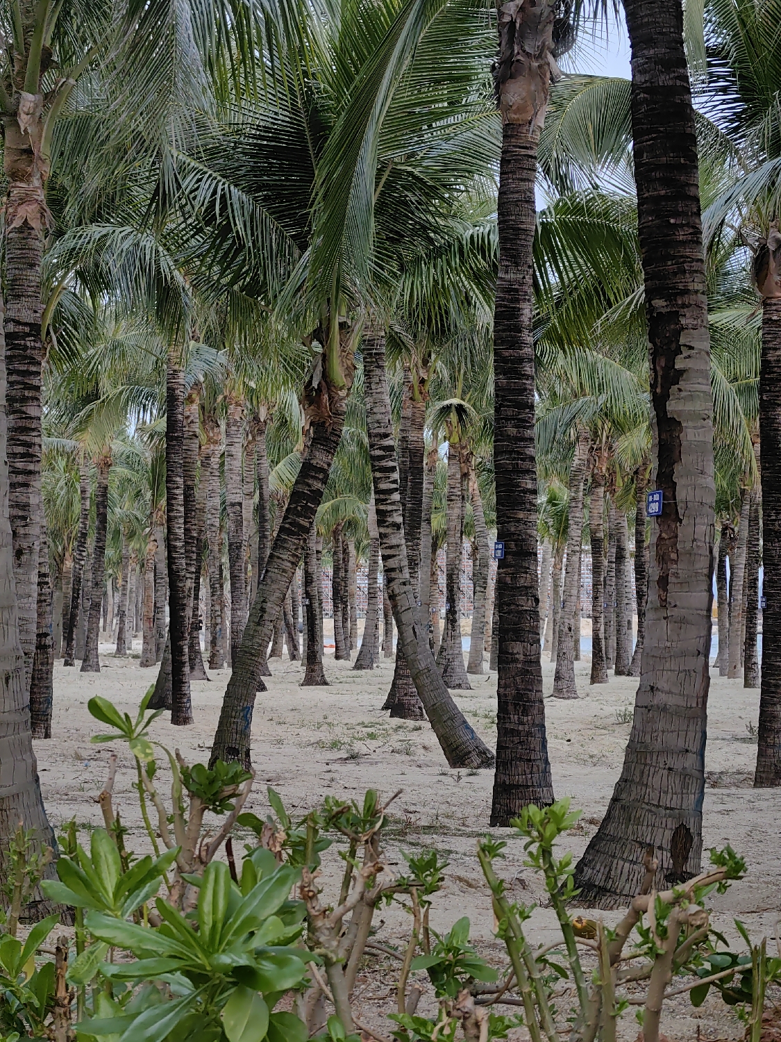 This vertical shot presents a dense grove of palm trees rooted in sandy ground, characteristic of a coastal area like Bai Chay Ward, Vietnam. The image is dominated by numerous, uniformly tall palm trunks of varying thicknesses, some leaning slightly, stretching from the foreground into the distant background, creating a profound sense of depth. Above the trunks, the upper third of the frame is filled with the vibrant green fronds and foliage of the palm trees, some appearing slightly ruffled.
In the immediate foreground, a patch of low-lying green bushes with broad, succulent leaves and visible woody stems partially obscures the base of the palms and the sand. The ground throughout the grove is light-colored sand, showing minor undulations and hints of sparse ground cover. The lighting suggests an overcast day or diffused sunlight, as there are no harsh shadows and the scene is evenly illuminated, contributing to a calm and serene atmosphere.
On a palm trunk towards the right side of the image, a small blue rectangular sign with white text is visible. The text consists of Chinese characters that read "爱护树木" (Ài hù shùmù), translating to "Care for trees" or "Protect trees," followed by the number "02". No people or specific activities are depicted, allowing the natural beauty and tranquility of the tropical palm forest to be the central focus.