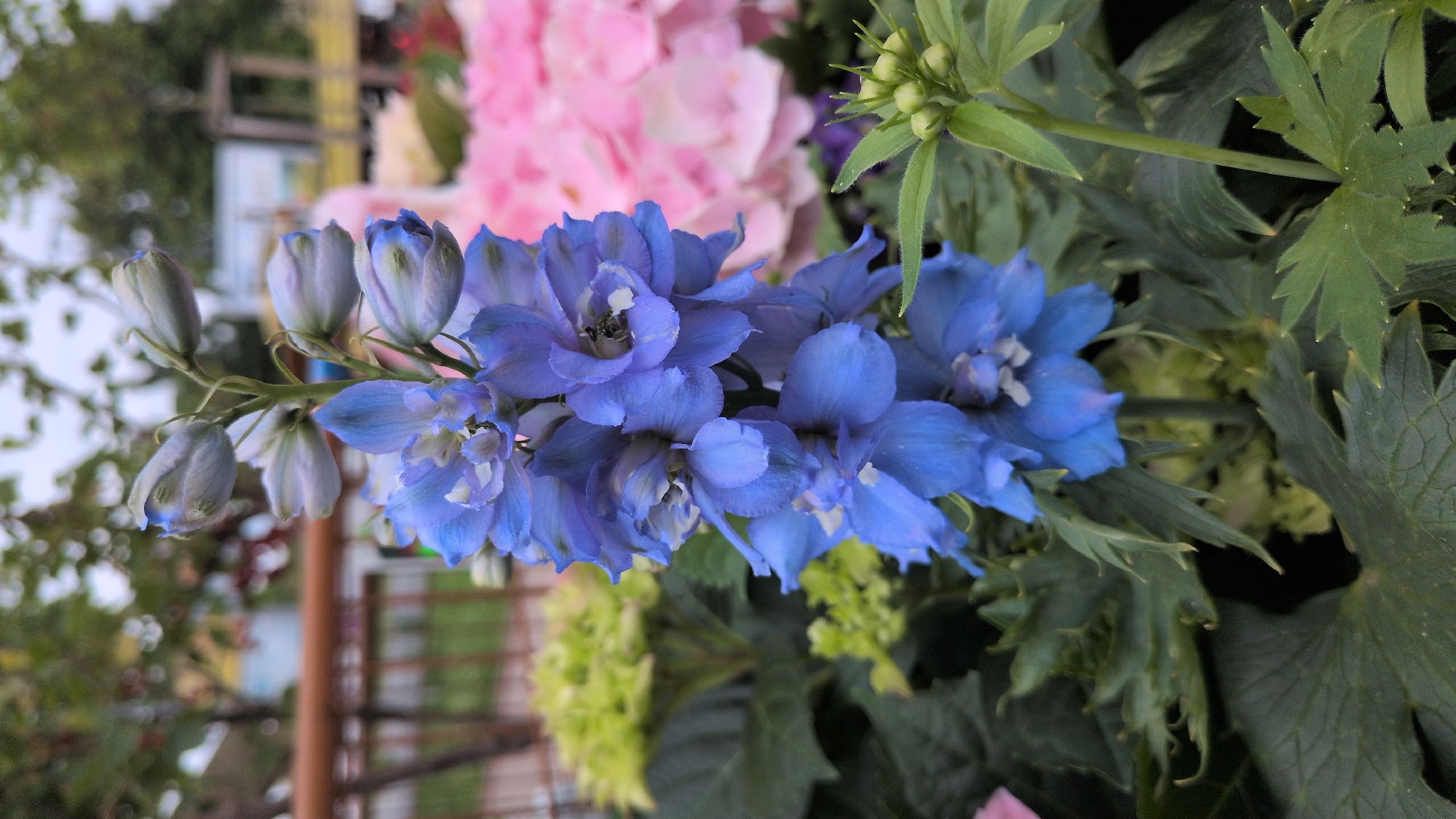 This media file is a close-up, horizontal, eye-level photograph of a bouquet of flowers. The primary subjects are blue delphiniums in various stages of bloom, with some buds visible on the left side of the frame. The delphiniums are rich in color, ranging from a deep violet-blue to a lighter sky blue. The petals appear delicate and somewhat ruffled. Interspersed among the blue flowers are some lighter green buds or smaller flowers. In the background, out of focus, are large pink flowers, likely hydrangeas, and some green foliage. The overall impression is one of vibrant natural beauty, suggesting a garden or a floral arrangement. The lighting is soft, indicating it might be daytime, possibly overcast or late afternoon, as there are no harsh shadows. The image is cropped tightly on the flowers, with the background providing a soft wash of color and texture. There is no visible text or indication of people or specific activities. The location context of Kölleda, Germany, suggests this could be a scene from a garden in that region. The overall mood is serene and aesthetically pleasing.