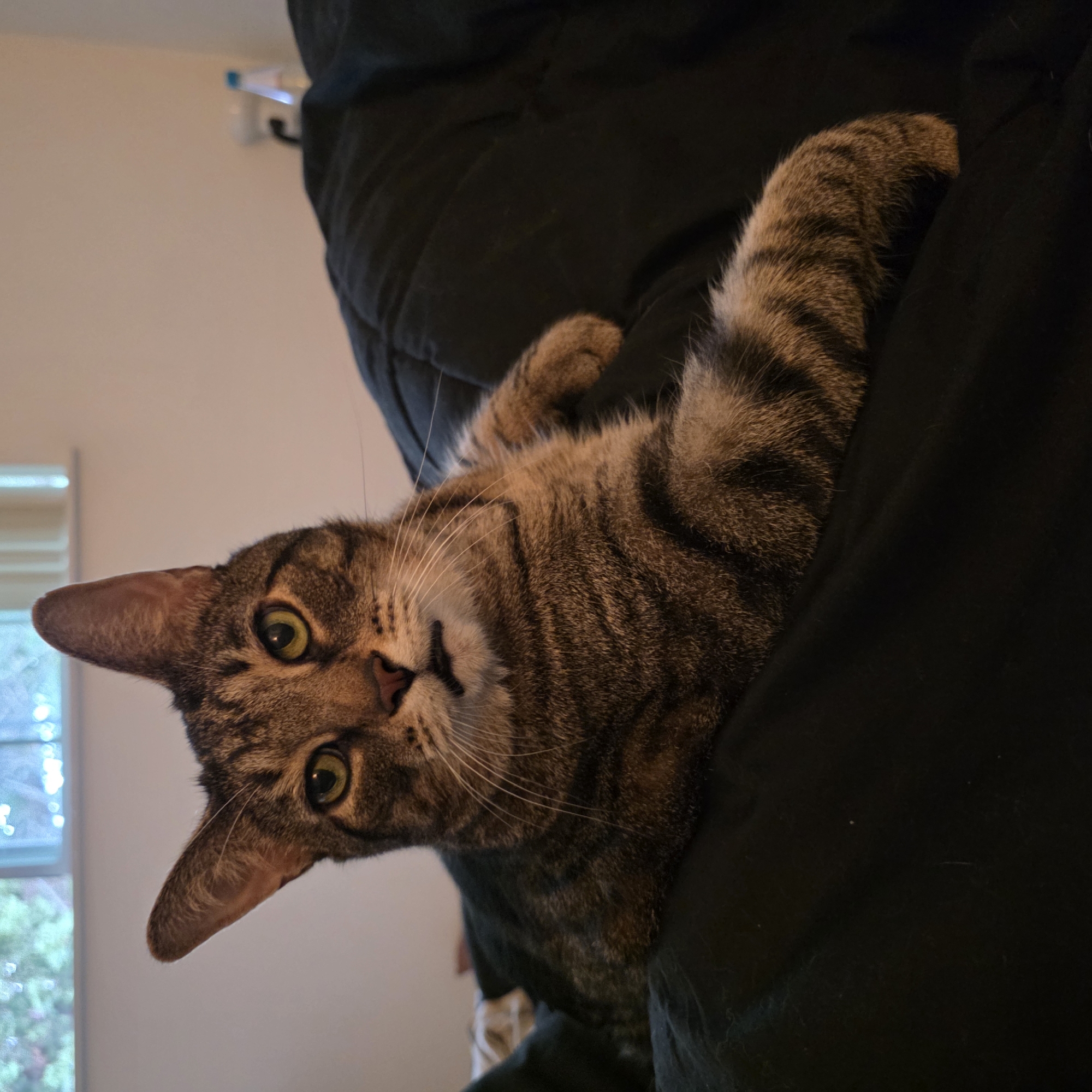A tabby cat is lying on a dark blanket in what appears to be a bedroom. The cat is facing the camera with its head tilted. Its eyes are green and alert. The cat's fur is a mix of brown, black, and grey stripes. One of the cat's front paws is extended and resting on the blanket. In the background, a window can be seen with a blurred view of greenery outside. A white bottle and a white object that appears to be a charger are on a nightstand near the window. This scene is likely located in a residential area in Portland, Oregon, United States of America.