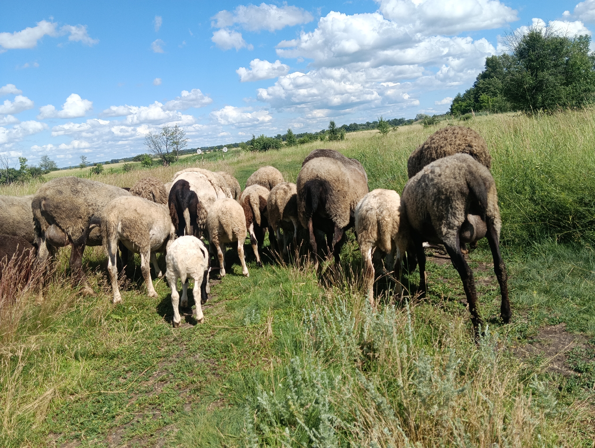 A flock of sheep grazes in a grassy field under a bright blue sky with scattered white clouds. The sheep are of various sizes and colors, with some appearing white and others brown or dark gray. They are gathered together in the foreground, facing in different directions, with some actively eating grass. The field is covered in green and dry grass, with a few scattered bushes and trees in the background. The landscape appears rural and open.