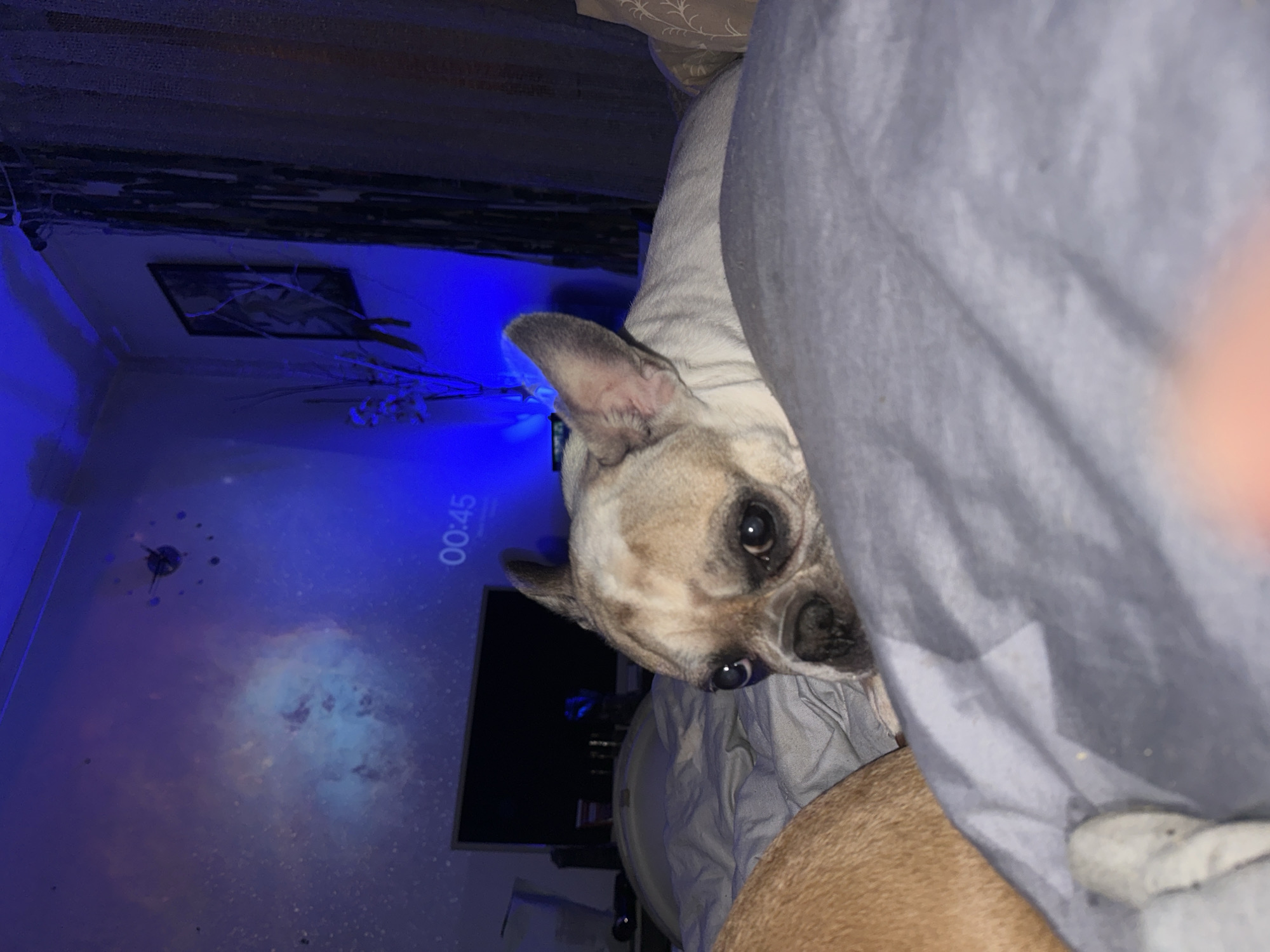 A French bulldog is resting on a bed with grey sheets, with its head propped up on a pillow. The dog is a light fawn color with dark markings around its eyes and ears. Its eyes are dark brown and it appears to be looking directly at the camera with a slightly concerned expression. In the background, a television is turned off, and a projector displays a nebula-like image onto the wall, illuminated by blue ambient light. The time "00:45" is visible on the wall. A framed picture hangs on the wall to the right, along with a curtain. The scene is indoors, likely a bedroom, and is set at night. There is no indication of the city of Moscow, Russia.