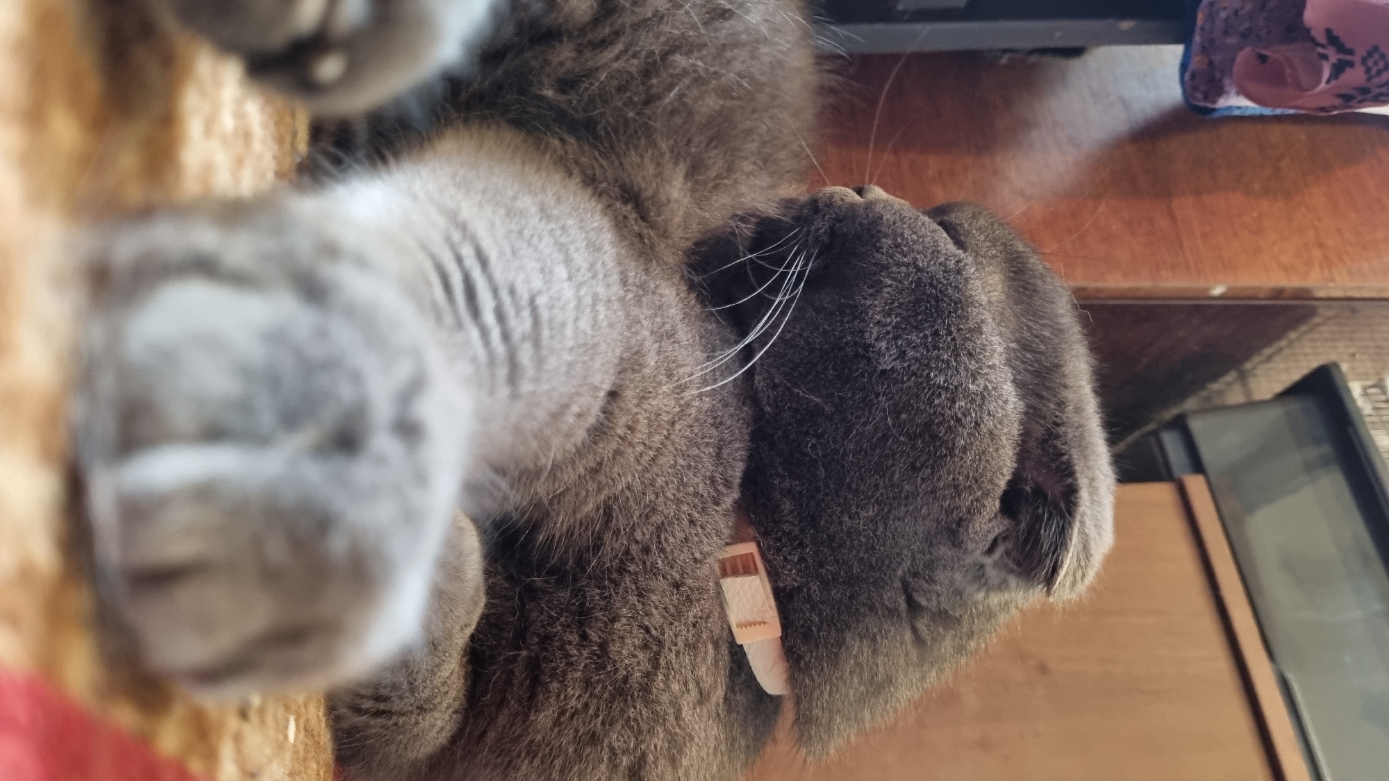 A grey cat with folded ears is lying on its side with its front paws in the foreground. The cat is wearing a light-colored collar. The background consists of wooden surfaces and a black object. The scene is indoors, possibly in a home environment. There is no indication of the city of Vysokoe, Russia.