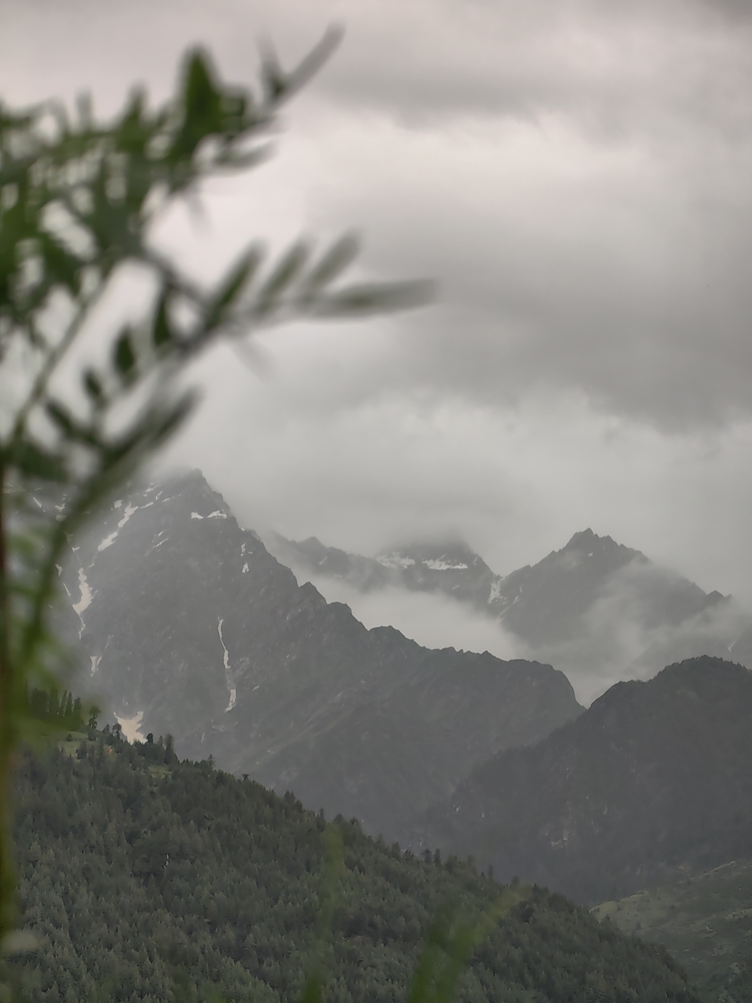 The image depicts a mountain range shrouded in clouds, with snow-capped peaks visible in the background. In the foreground, a densely forested hillside slopes downwards. A blurred branch of a green plant is in the immediate foreground, partially obscuring the view. The overall atmosphere is moody and overcast, suggesting a cloudy or rainy day. The scene is consistent with the mountainous terrain found in Vashisht, India, known for its natural beauty and spiritual significance. There are no people, animals, or discernable man-made structures in the image.