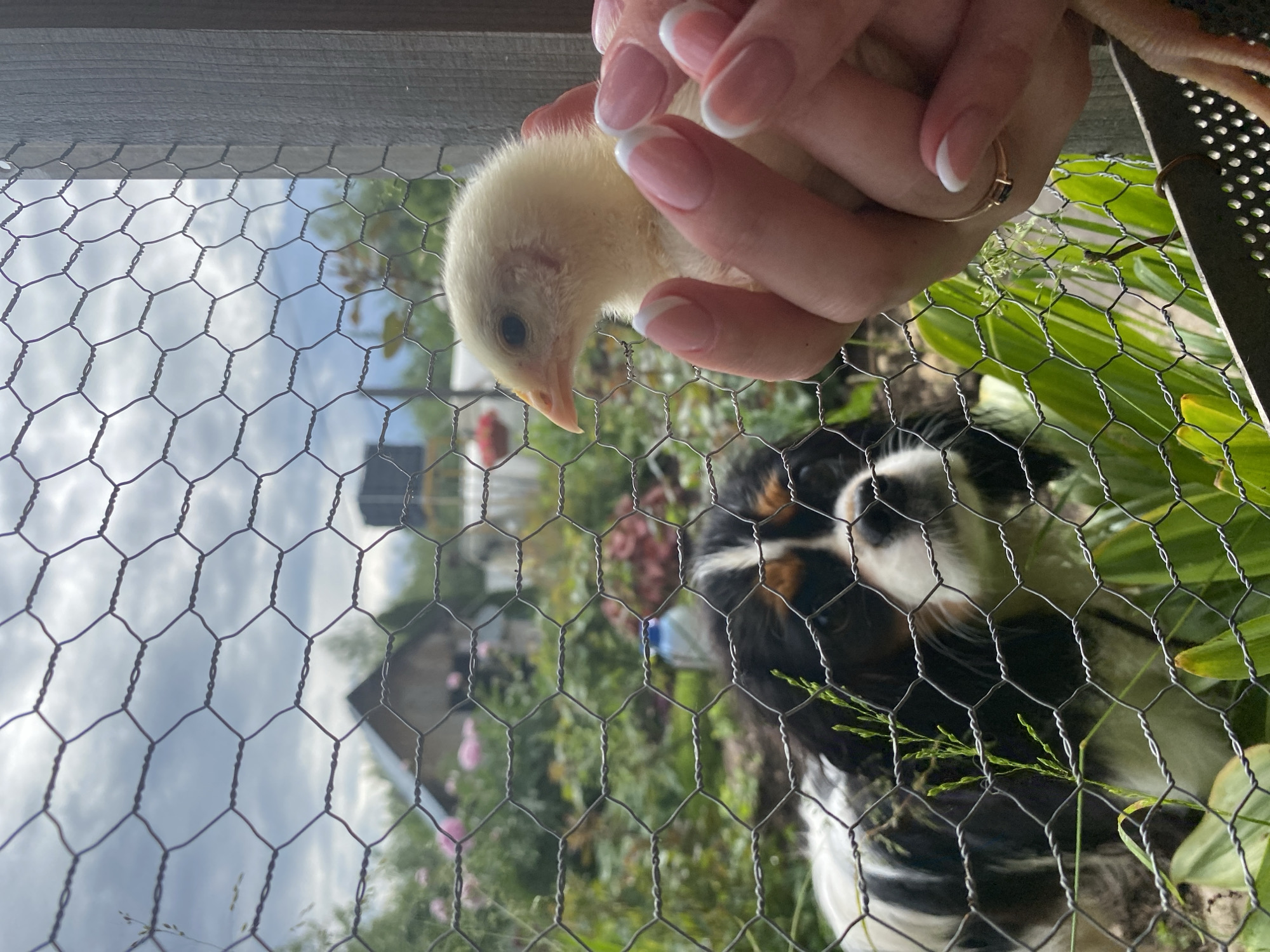 A close-up, eye-level outdoor shot, taken on a cloudy day, shows a young, pale yellow chick held in two human hands with neatly manicured nails in the foreground. The chick is positioned to the right of the frame and faces left. Behind the chick, and separated by a wire mesh fence, a black and white Cavalier King Charles Spaniel with its head turned towards the chick is visible. The dog appears to be looking at the chick. The background consists of a garden with pink flowers, green foliage, and a wooden structure, possibly a small house or shed. The location is specified as Votkinsk, Russia.