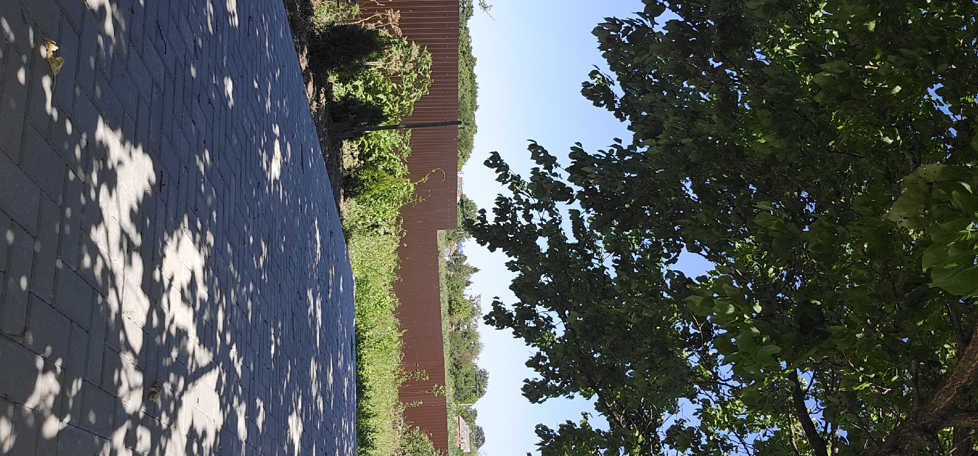 The image depicts a sunny outdoor scene in Gulkevichi, Russia, likely a residential backyard or garden area. In the foreground, a paved patio or walkway made of grey interlocking pavers is visible, with dappled sunlight and shadows from overhanging tree foliage creating a patterned effect. The pavers are laid in a herringbone pattern.
Behind the patio, a row of green foliage and plants is situated against a brown corrugated metal fence. Some of the plants appear to be bushes and possibly some taller, leafy plants. There are at least two small, conical evergreen shrubs planted near the fence. A wooden post, possibly part of the fence structure or a garden support, is visible amongst the plants.
Beyond the fence, a line of trees and some houses with visible roofs are seen against a clear blue sky. The overall impression is one of a well-maintained outdoor space, suggesting a private residence. No people are present in the image.