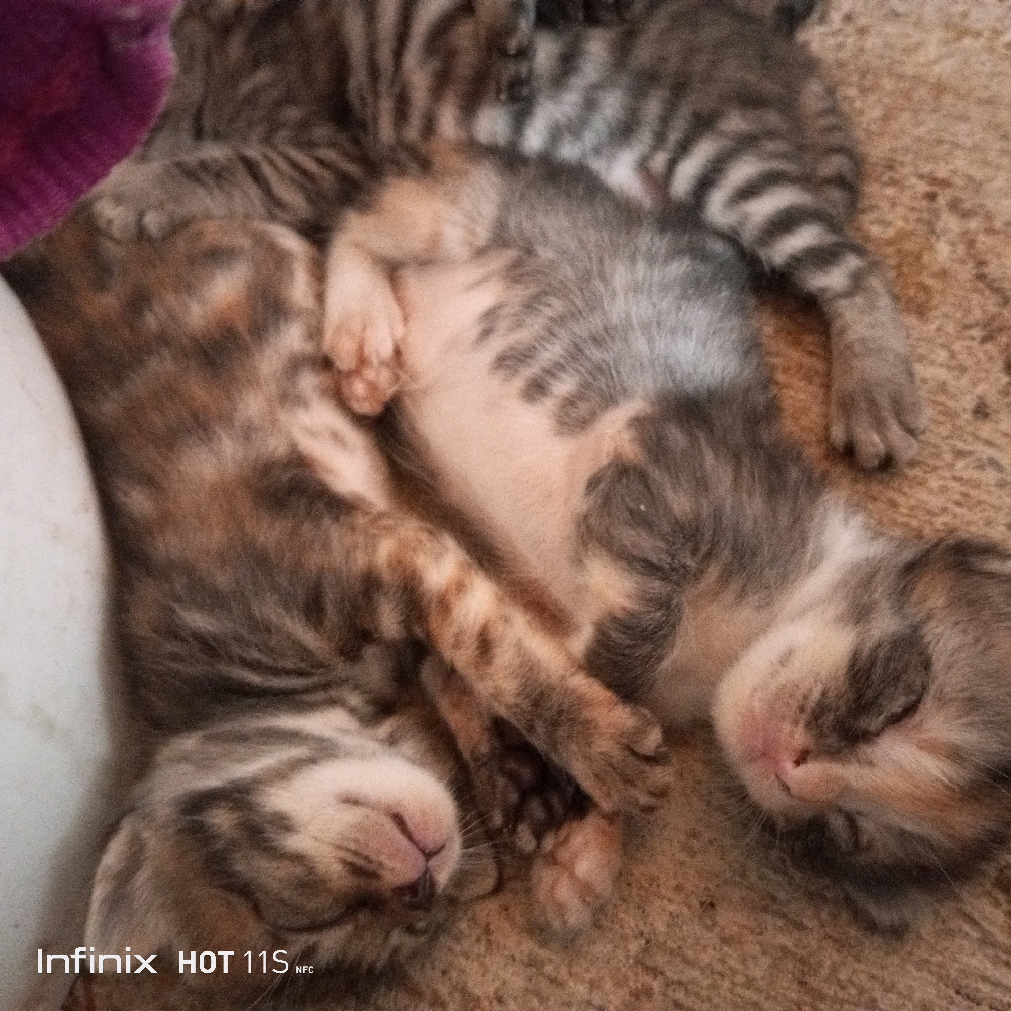The image shows three kittens sleeping on a textured surface that appears to be a carpet or rug. Two kittens are nestled together in the foreground, one with a tortoiseshell pattern and the other with a tabby pattern. The tortoiseshell kitten is on the left, with its face visible, and the tabby kitten is to its right, with its face partially obscured. A third kitten, also with a tabby pattern, is lying behind them, its body mostly visible. The kittens are sleeping soundly, with their eyes closed and their bodies relaxed. The lighting is soft, suggesting an indoor setting. The bottom left corner of the image contains a watermark that reads "Infinix HOT 11S NFC". The location of Sukaslamet, Indonesia is not visible in this image.
