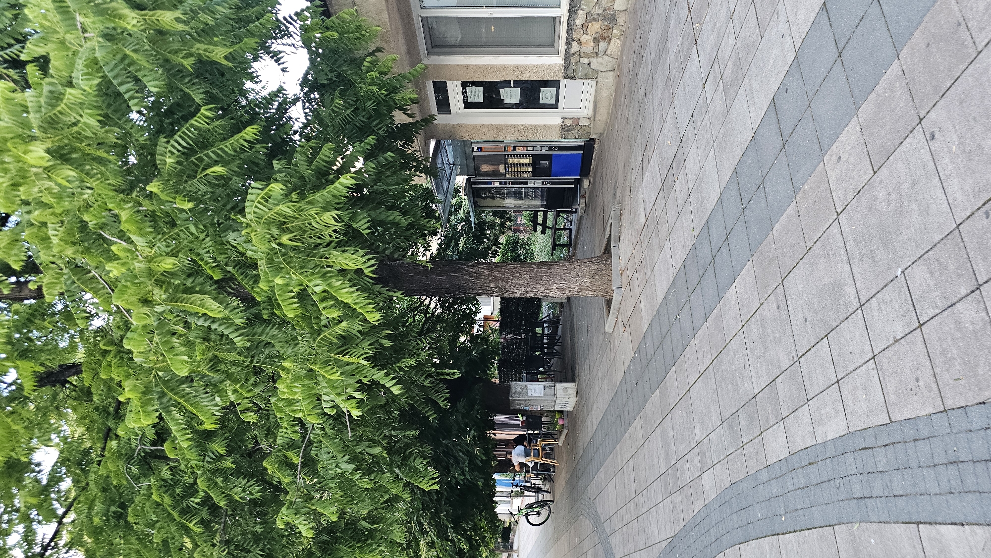 This image captures a pedestrian area and an adjacent building in the city of Karlovo, Bulgaria, shaded by several large trees. The foreground consists of a paved surface made of light grey square concrete tiles, with darker grey rectangular tiles forming linear strips and a curved border on the left.
In the midground, several mature trees with dense, light green pinnate foliage dominate the scene, providing extensive shade. Beneath the trees on the left, an outdoor seating area is visible, furnished with multiple dark-colored tables and chairs, alongside a few lighter-colored chairs. Three individuals are seated at these tables; one person in a light-colored shirt is visible facing right, while others are partially obscured, suggesting a social gathering. Two bicycles, one green and one dark, are parked near the seating area on the far left. A light-colored concrete block or pedestal is situated near the base of the central tree.
The background features a single-story building on the right. Its lower facade is constructed from rough-hewn stone, transitioning to a light-colored (beige/off-white) plastered upper section. A white entrance door is visible, adorned with multiple rectangular informational signs. Adjacent to the door, beneath a translucent canopy, are two vending machines: one dark-colored and the other dark with a prominent blue lower section. A dark park bench is partially visible in front of the vending machines. More green foliage is present behind the building. The scene is illuminated by daylight, with the tree canopy creating significant shadows over the seating area.