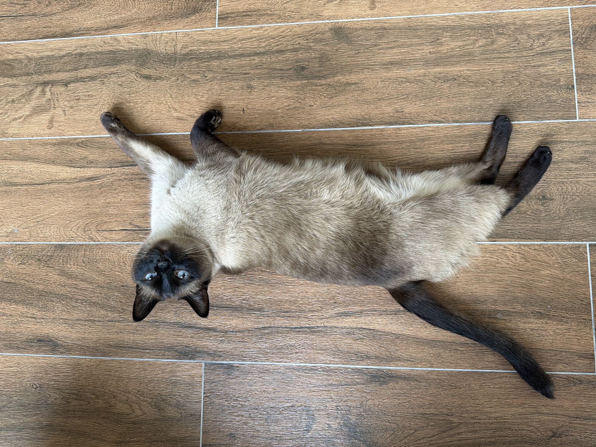 A Siamese cat with blue eyes is lying on its back on a wooden floor. The cat is predominantly cream-colored with darker brown points on its ears, face, paws, and tail. Its legs are splayed out, and its body is elongated. The floor is made of wooden planks with a visible wood grain pattern and light-colored grout lines between them. The scene is captured from a top-down perspective. There is no indication of Vaskelovo, Russia in the image.