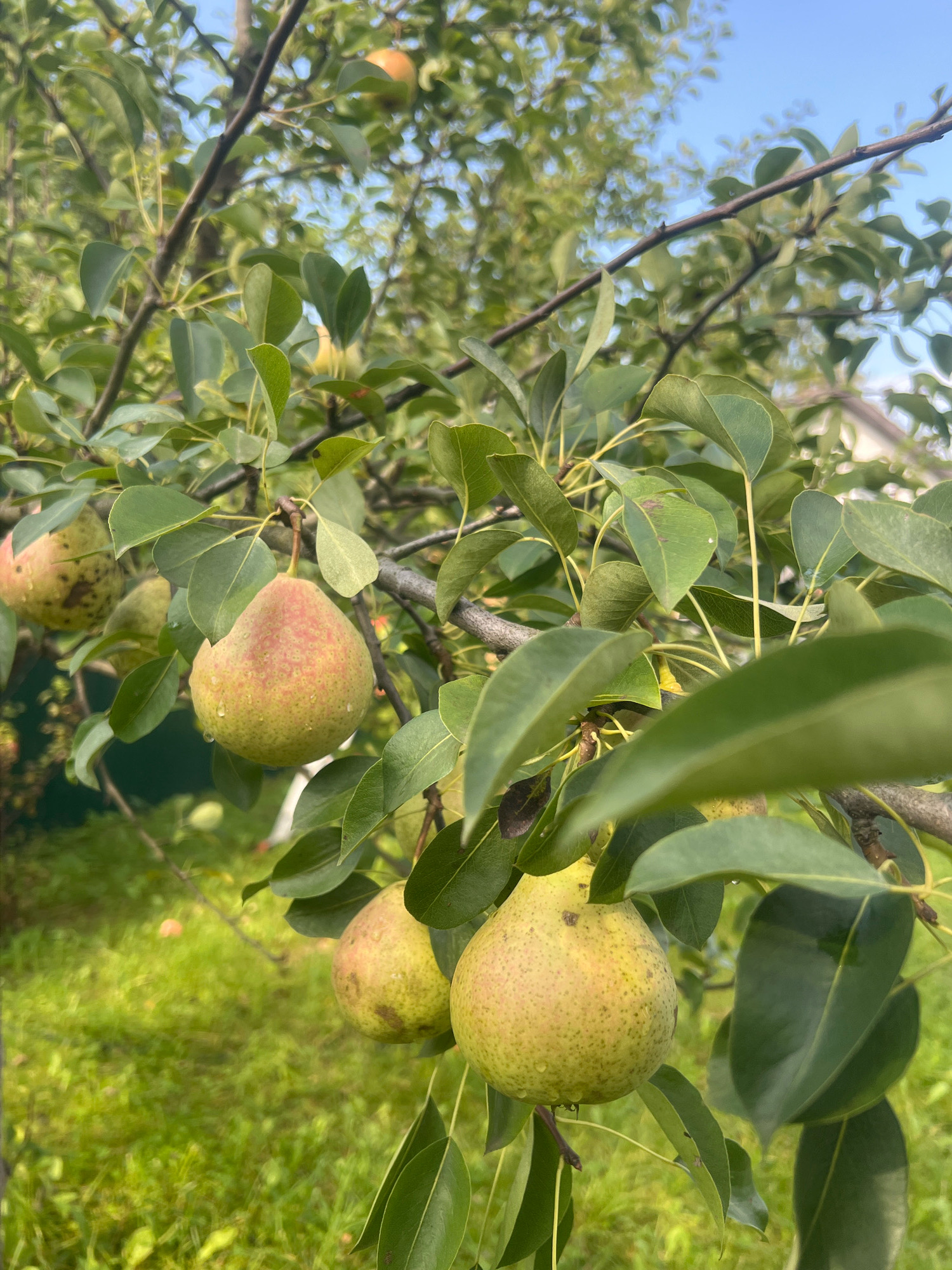 The image captures a close-up view of ripe pears hanging from a tree, with green leaves and branches dominating the foreground. Several pears are visible, some in focus and others slightly blurred, showing their characteristic pear shape and color variations from green to reddish hues. Small water droplets are present on some of the fruit, suggesting recent rain or dew. In the background, out-of-focus elements include green grass, a hint of a building, and a blue sky with some dappled sunlight filtering through the foliage. The scene appears to be outdoors, likely in a garden or orchard. The location is Otradnoye, Russia. There are no people or animals in the frame.