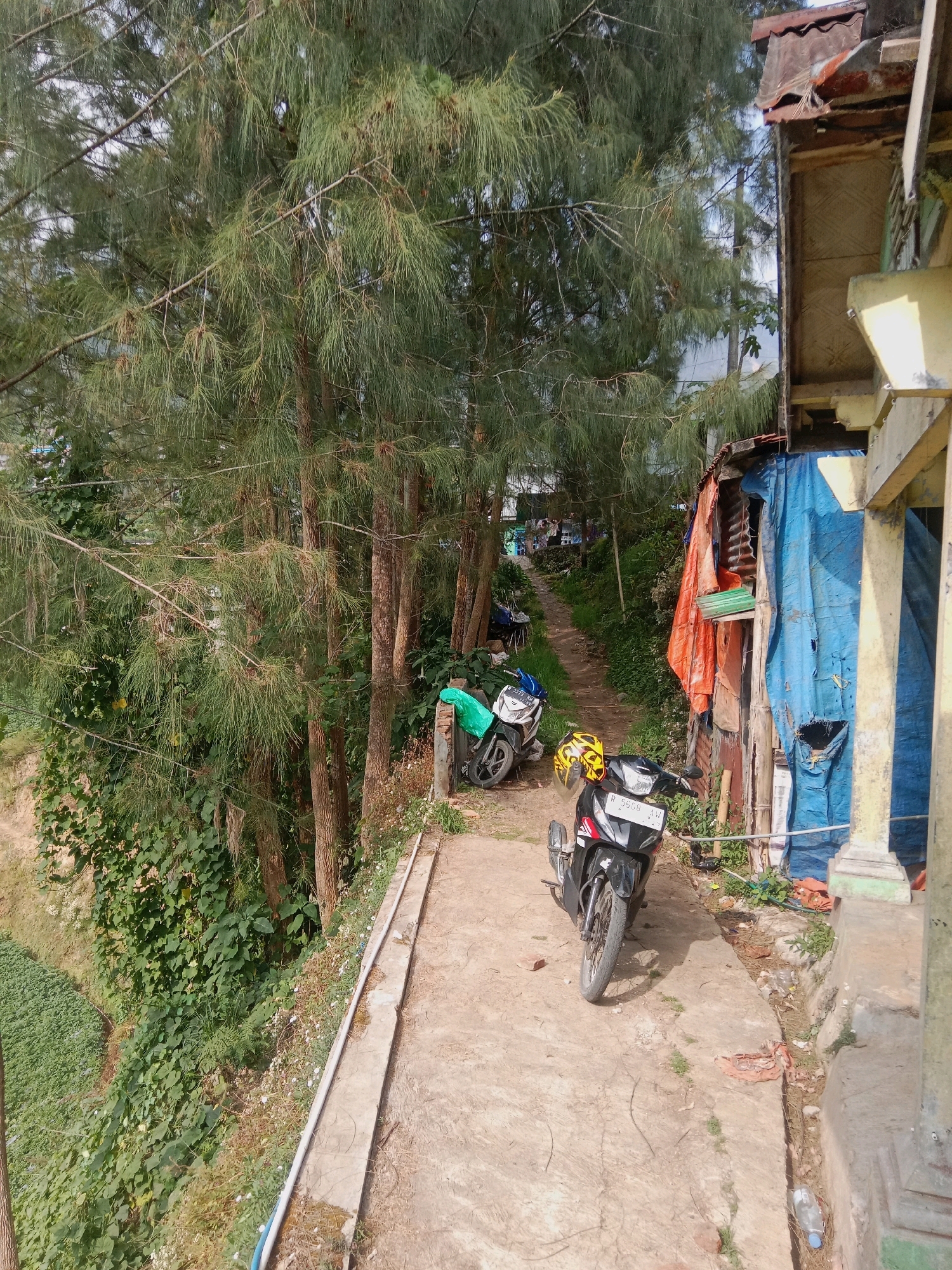 This image depicts a narrow, unpaved pathway winding uphill in what appears to be a rural or semi-rural area. The pathway is flanked by lush green vegetation, including tall, coniferous trees with fine needles, and dense undergrowth. On the right side of the path, there is a simple structure with walls covered by tarpaulins of various colors, including blue and orange. Part of the structure has exposed corrugated metal and wood framing. Two motorcycles are parked on the pathway. The foreground motorcycle is black and red with a yellow helmet placed on its seat. A second motorcycle, partially visible, is parked further up the path and is partially covered with a green tarp. In the distance, the pathway continues uphill, with glimpses of more structures and vegetation. The terrain slopes downwards to the left, revealing a terraced area with green crops, possibly a farm. The overall scene suggests a modest, possibly informal, settlement or a pathway through a vegetated rural landscape. The image is taken during daylight, with clear shadows indicating sunny conditions.