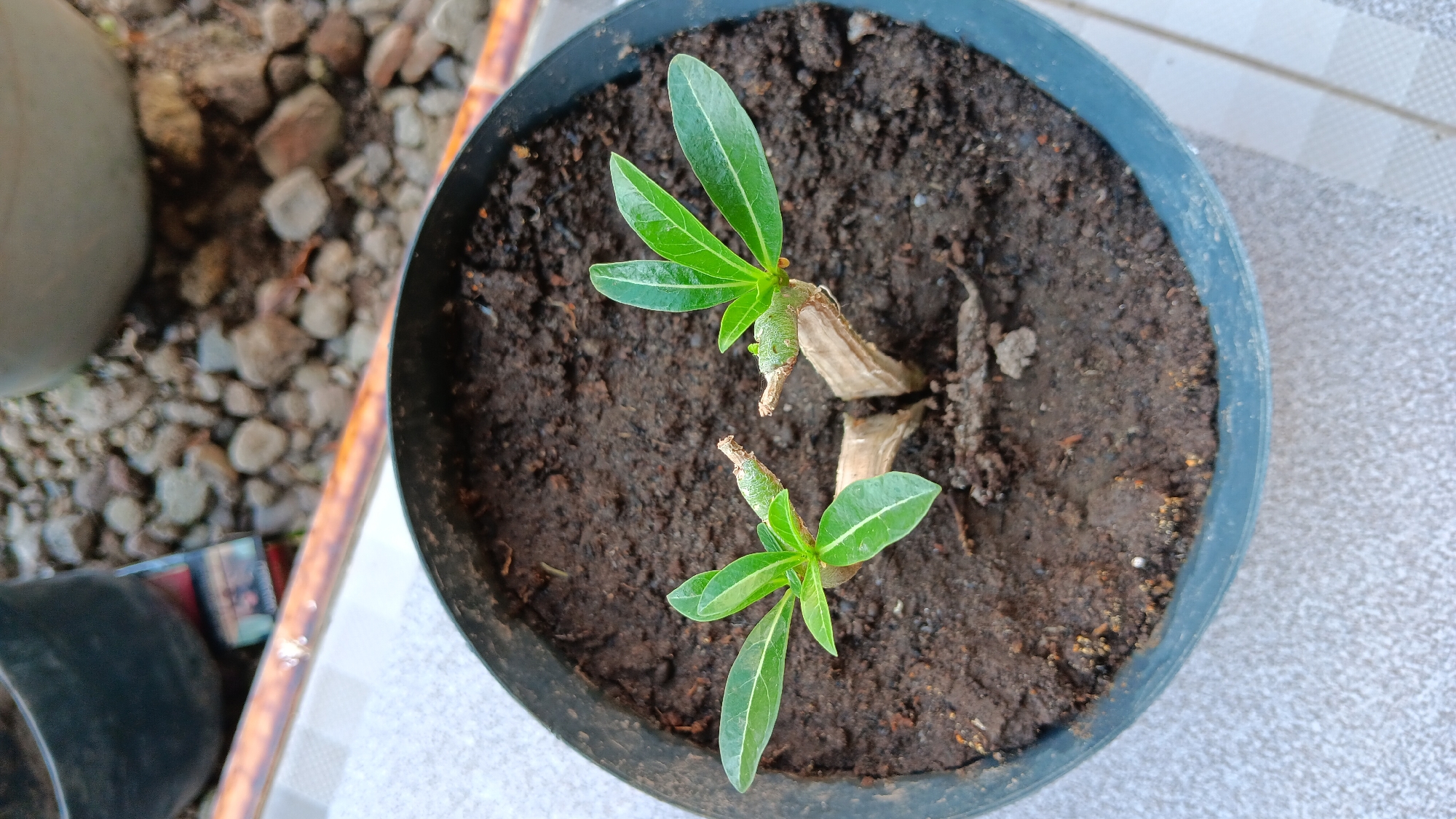 In Sonobekel, Indonesia, a close-up, overhead shot captures two small desert rose plants emerging from a dark brown soil within a black plastic pot. The plants, with their thick, woody stems, each sport a cluster of vibrant green leaves at their tips. The pot sits on a light-colored, tiled surface. In the background, out of focus, are pebbles and parts of other pots, suggesting an outdoor setting, possibly a garden or patio. The lighting indicates it is daytime.