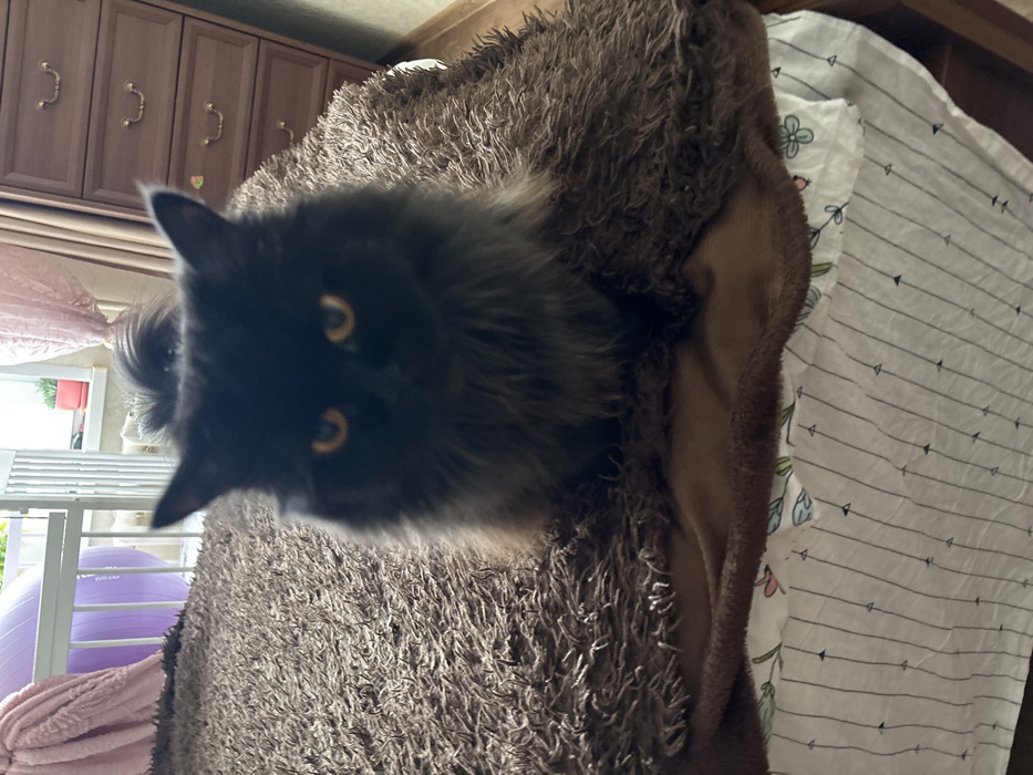 A black, long-haired domestic cat with prominent orange eyes is positioned centrally, facing directly towards the viewer. The cat is seated on a dark brown, shaggy blanket, which lies atop a smoother brown blanket. Beneath these, a white bedsheet featuring thin black vertical lines, small black arrow patterns, and faint floral designs in light blue and pink is visible. To the left background, a white barrier or gate is partially open, revealing a large purple exercise ball behind it, and a light pink, plush curtain to the far left. In the right background, a four-drawer wooden dresser with brass pull handles stands against a light beige wall. A sheer, light pink curtain hangs on the right, partially obscuring a window through which a small potted plant in a red container is visible on a sill. The scene depicts an indoor domestic setting within a residence in Nizhnekamsk, Russia.