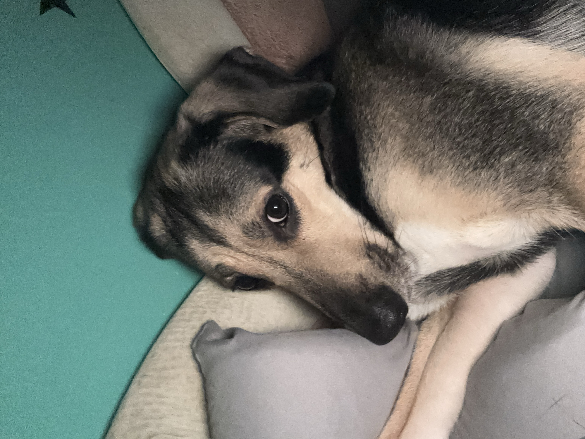 A tan and black dog lies on a bed. The dog is facing left, with its head turned to the right. It has large, dark eyes, a black nose, and floppy ears. The dog's fur is a mix of tan and black. The dog is lying on its side, with its front paws crossed. The background is a blurry mix of colors, including teal, beige, and gray. There is a hint of a star shape on the teal background. The scene is dimly lit. The image was taken indoors, likely in a bedroom, and does not provide any information about the city of Saint Petersburg, Russia.
