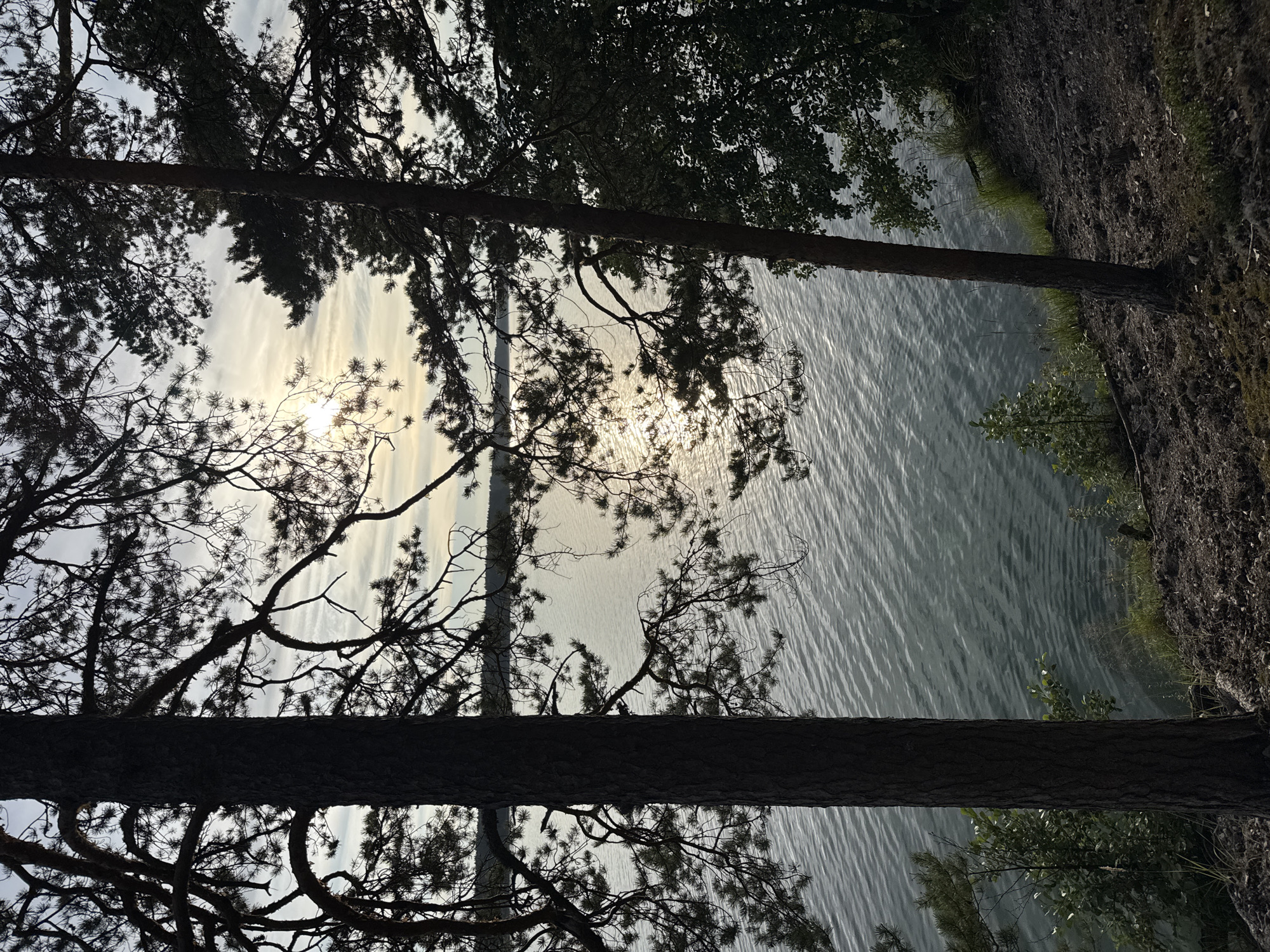 The image depicts a serene natural landscape near the city of Priladozhskoe, Russia. Two silhouetted pine trees frame a tranquil lake bathed in the soft light of a cloudy sunset. The sun's rays glimmer on the water's surface, creating a sparkling effect. Dense foliage and the textured bark of the trees suggest a forest environment. The foreground consists of a dirt path with scattered rocks and sparse vegetation, hinting at a hiking trail. The overall impression is one of peaceful solitude and natural beauty.