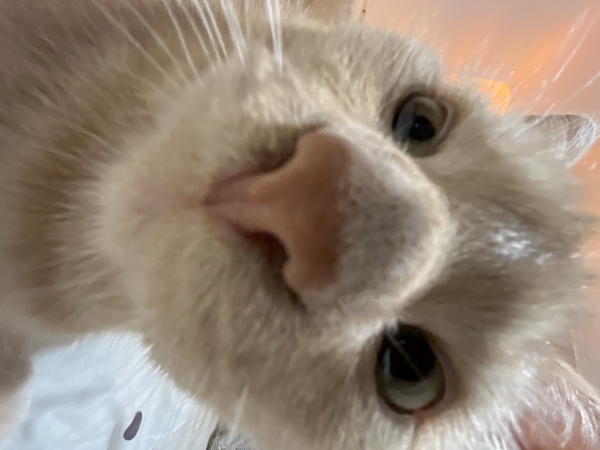 A close-up, low-angle, full-frame shot captures a light orange tabby cat's face, filling the entire frame. The cat's large, dark eyes are partially visible, with the left eye more prominent. Its prominent pink nose dominates the center of the image, with fine whiskers extending outwards. The cat's fur is soft and slightly blurred, suggesting movement or a shallow depth of field. The background is out of focus, with soft, warm lighting, possibly from a lamp or natural light source, creating an orange glow on the left side of the frame. The right side of the background shows a white, textured surface, possibly a blanket or fabric, with a dark, oblong shape on it. The image appears to be taken indoors, with no specific urban or environmental features identifiable.