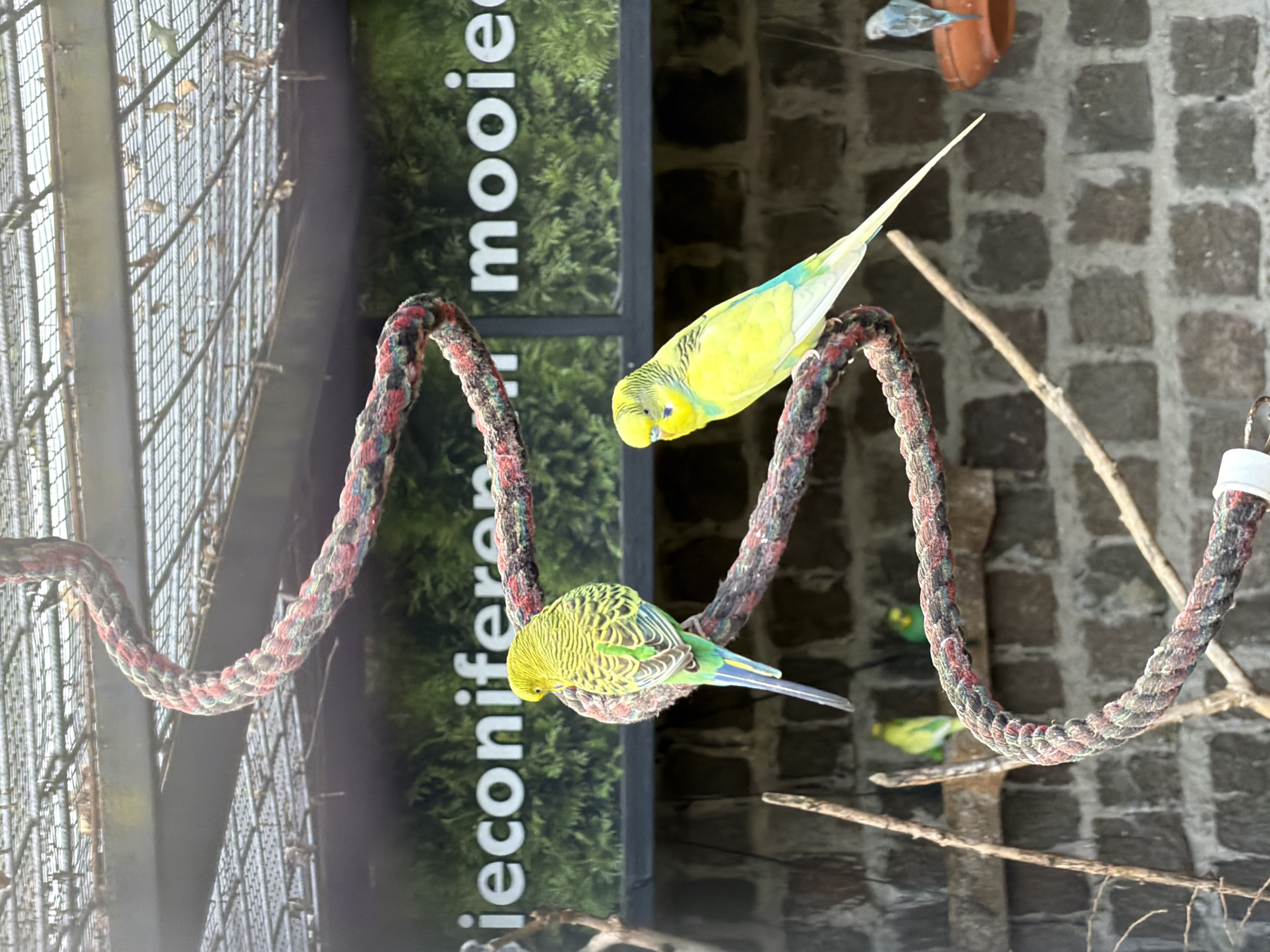 This media file shows a close-up of several budgerigars perched on a thick, multi-colored rope. The rope is coiled and hangs in the foreground, with two budgerigars prominently displayed. One is a bright yellow with blue markings on its wings and head, and it is facing downwards. The other is green with black and yellow markings and is also looking downwards. In the background, more budgerigars, some green and some yellow, are visible on branches and perches. The setting appears to be an aviary or a bird enclosure, indicated by a metal mesh fence on the left and a brick wall in the background. There is also a large vertical poster with green foliage and white text that reads "ieconiferen mooier" on the left side of the image. The lighting suggests it is daytime, possibly overcast, as there are no harsh shadows. The overall scene is focused on the birds and their environment.