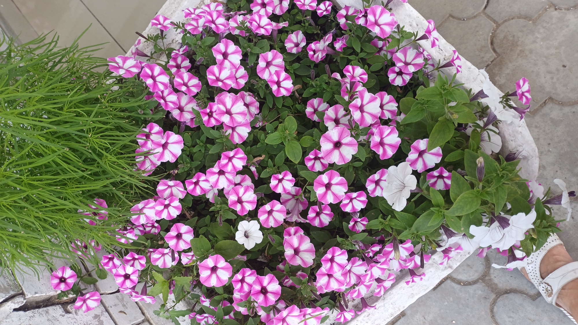 The image shows a white planter filled with pink and white petunias and green foliage. The planter is placed on a grey paved surface with a pattern. A person's foot wearing a white sandal is visible in the bottom left corner of the image. The background consists of a textured white brick wall. The scene appears to be an outdoor setting in a city. It is not possible to determine the specific location within the city of Izhevsk, Russia.