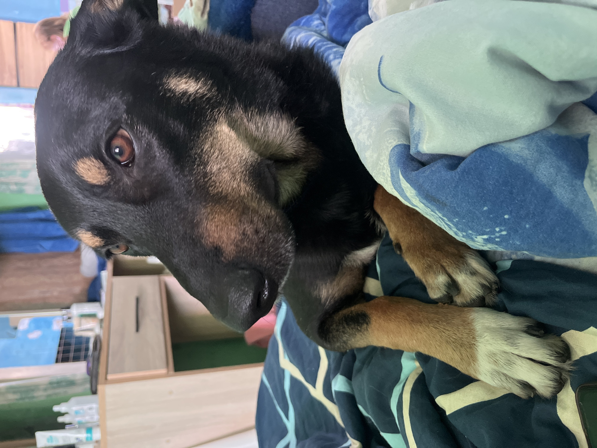 A close-up shot shows a black and tan dog resting comfortably, partially covered by a blue and white patterned blanket. The dog's head is tilted, with its right eye visible, a warm brown iris reflecting the light. Its muzzle is dark, with subtle tan markings on its cheeks and above its eyes. One of the dog's front paws, with white fur on the lower leg and black toes, is resting on the blanket. The background is somewhat blurred, but suggests an indoor setting with wooden furniture and shelves holding various items, possibly medical supplies. The overall mood is peaceful and cozy, hinting at a relaxed moment for the dog. No visible text is present in the image. The context provided is Nizhny Tagil, Russia.