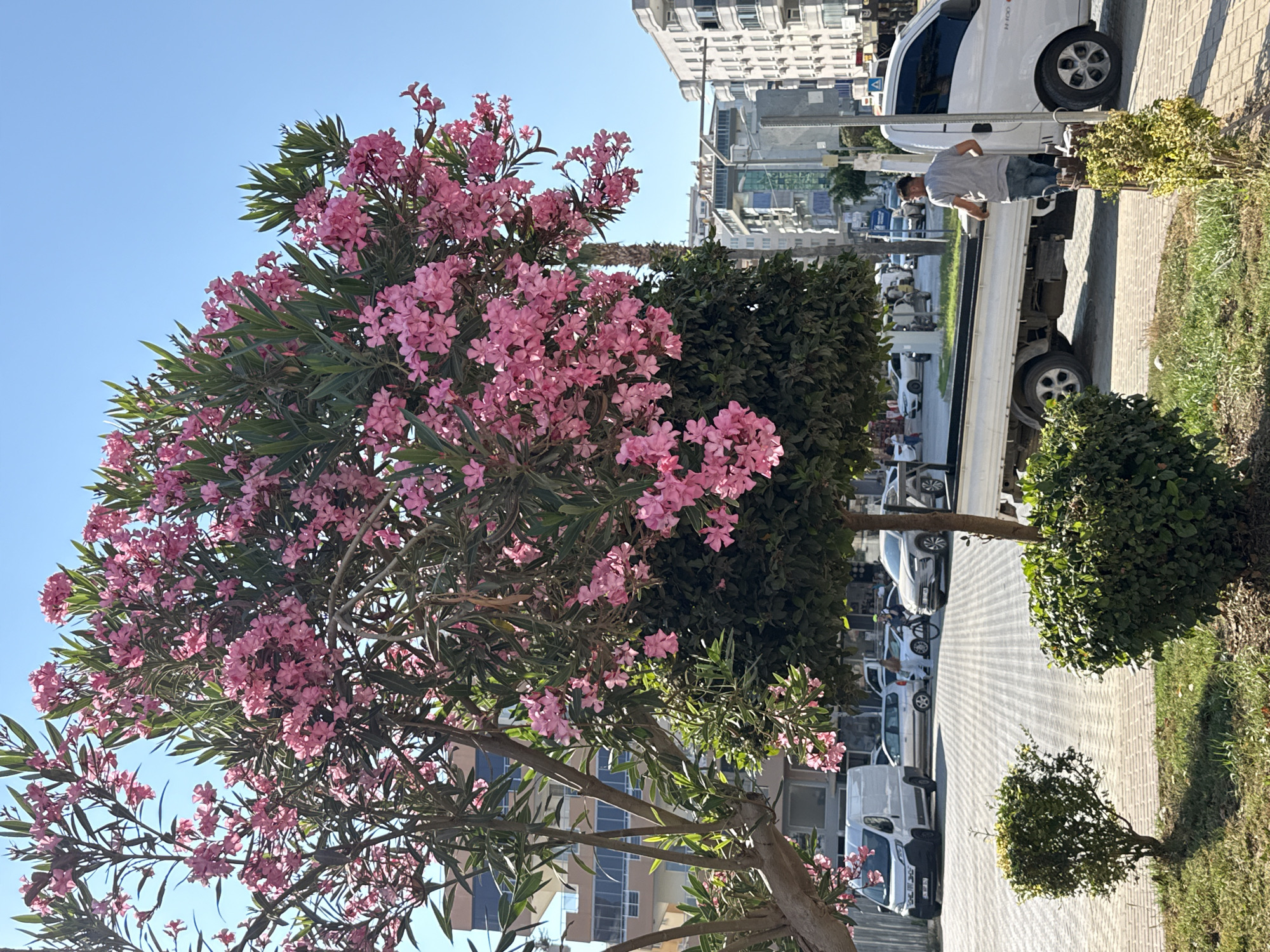 The media file captures a sun-drenched scene in Alanya, Turkey, likely in the late morning or early afternoon given the bright sunlight and long shadows. A vibrant oleander bush with abundant pink blossoms dominates the foreground, its branches reaching towards a clear blue sky. Behind the flowering bush, a man wearing a grey t-shirt and blue jeans stands near a white truck. He appears to be engaged in some activity near the back of the truck, possibly loading or unloading.
The setting is an urban environment, indicated by the presence of parked vehicles, including cars and vans, lining a paved street or walkway. Buildings with multiple floors are visible in the background, suggesting a residential or commercial area. The street is paved with light-colored bricks laid in a radiating pattern. To the right of the man and truck, manicured bushes and green grass add to the scene's landscaping.
The overall mood is one of everyday life in a warm climate. The clear sky and bright sunlight suggest fair weather. The image is oriented vertically, with the top of the frame showing the sky and the oleander, and the bottom revealing more of the street and surrounding greenery. No visible text is discernable in the image.