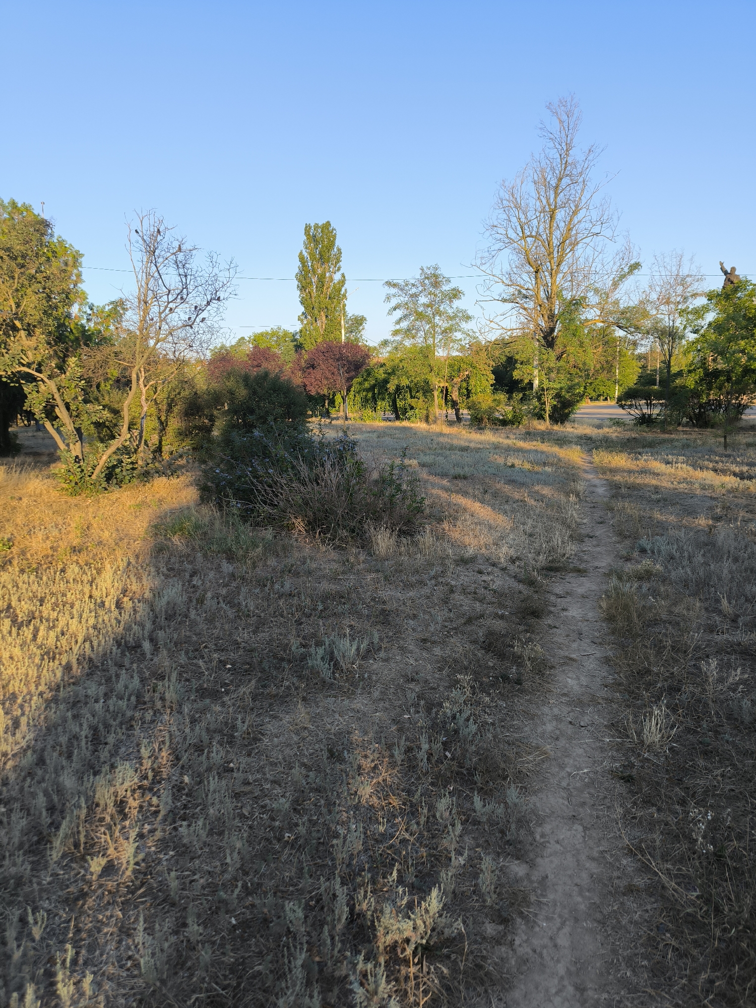 The image depicts an outdoor scene in the city of Mykolaiv, Ukraine. A dirt path winds through dry, sun-drenched grass and low-lying brush. The path is surrounded by trees and vegetation, some of which are lush green, while others appear dry and bare. In the background, a clear blue sky dominates the upper portion of the frame. The lighting suggests it is either early morning or late afternoon, casting long shadows across the landscape. The overall impression is one of a natural, somewhat untamed, outdoor space within an urban environment.