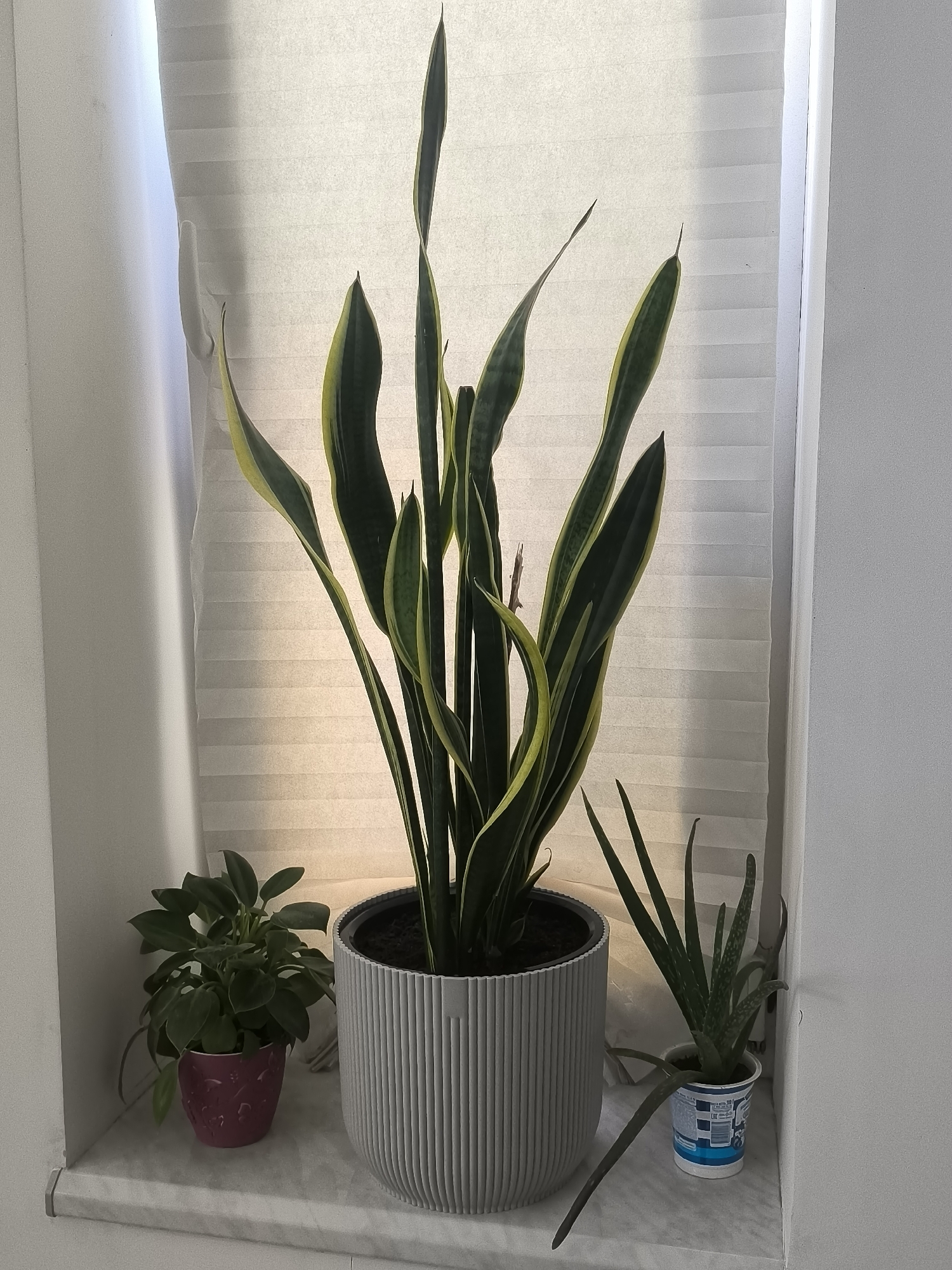 The image displays a windowsill adorned with three potted plants. Dominating the center is a tall Snake Plant (Sansevieria trifasciata) with its distinctive green and yellow striped, sword-like leaves reaching upwards. It is housed in a ribbed, light gray planter. To the left, a smaller plant with lush, dark green leaves sits in a small, magenta pot with an embossed pattern. To the right, an Aloe Vera plant, characterized by its succulent, spiky green leaves, is planted in a small, white cup with blue and white labels. The windowsill itself appears to be made of a light-colored, speckled material.
Behind the plants, a white, pleated blind is partially drawn, filtering the light. The lighting suggests it is daytime, with natural light coming from the window. The blinds cast soft shadows on the wall behind them. The overall setting is indoors, likely in a home or office, given the windowsill arrangement and the presence of house plants. The scene is peaceful and focuses on the simple beauty of the plants. No people are visible in the image. The plants appear healthy and well-cared for. Visible text on the Aloe Vera's container is minimal and appears to be from a product label, likely a yogurt or dairy container repurposed as a pot.