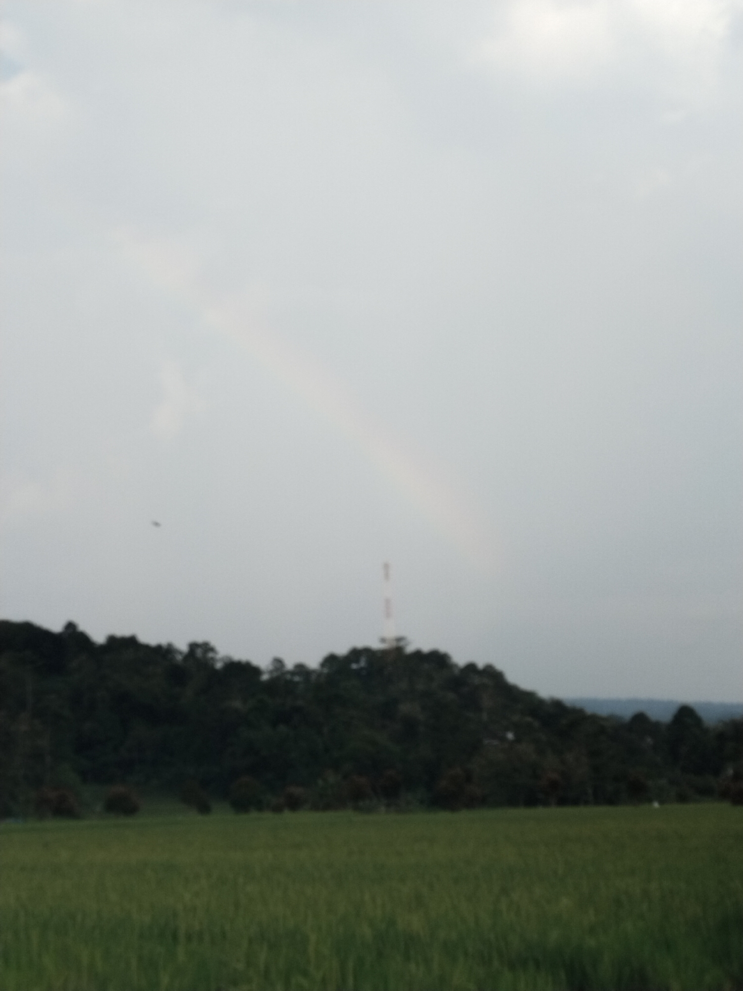 This image presents a serene, blurry rural landscape, likely captured in Bangsri, Indonesia. The scene is dominated by natural elements under an overcast sky, suggesting conditions after recent rain.
In the foreground, a vast expanse of lush green fields stretches across the bottom of the frame. The texture of the vegetation, though blurry, suggests healthy growth, possibly indicating rice paddies or other agricultural crops.
Immediately behind the fields, a large, dark green forested hill rises, occupying the middle ground. The hill is densely covered with trees, forming a thick, uniform canopy. Protruding from behind the crest of this hill, slightly to the right of the center, is a tall, slender communication tower or antenna.
The upper portion of the image is filled with a light grey, cloudy sky. A faint, arc-shaped rainbow is visible in the sky, arcing from the left and descending towards the right, passing above the communication tower. The presence of the rainbow indicates that the photograph was taken after or during a period of rain, with the sun breaking through the clouds. A small, dark, blurry speck, possibly a bird or insect, can be seen in the upper-left area of the sky.
The overall impression is one of tranquility and natural beauty, characteristic of the Indonesian countryside. The image appears to be taken during the daytime, though the diffused light from the overcast sky suggests late morning or early afternoon. No people or visible text are present in the scene.