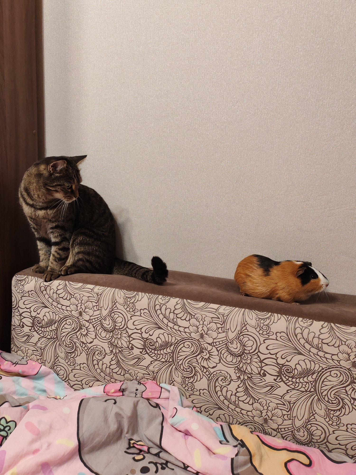 A tabby cat is sitting on the left side of a decorative ottoman, facing left and looking down. On the right side of the ottoman, a guinea pig is sitting and looking to the right. The ottoman is placed in front of a beige, textured wall. In the foreground, pink and colorful bedding with cartoon characters is visible. The scene appears to be indoors, likely in a residential setting. There is no specific information in the image that indicates its location in Tomsk, Russia.