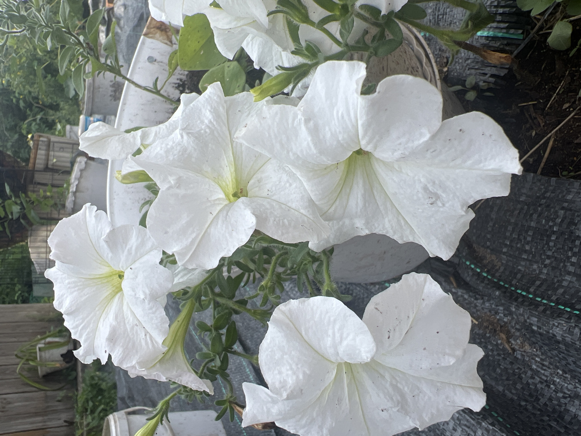 In an outdoor setting, likely a garden or yard in Kalinino, Russia, a cluster of white petunia flowers is prominently featured in the foreground. The flowers are in full bloom, with large, trumpet-shaped petals. Their centers appear to have a subtle yellow or pale green hue. The petals show some texture and minor imperfections, suggesting natural wear.
The petunias are planted in a white container, which is partially visible and appears to be made of plastic or a similar material. The container is surrounded by dark-colored ground cover, possibly mulch or landscape fabric, with some visible soil and plant debris. In the background, there are glimpses of wooden fencing, other containers, and lush green foliage, indicating a natural and somewhat overgrown environment. The overall impression is one of a vibrant garden scene, focusing on the delicate beauty of the white petunias. There are no people or animals visible in the image.